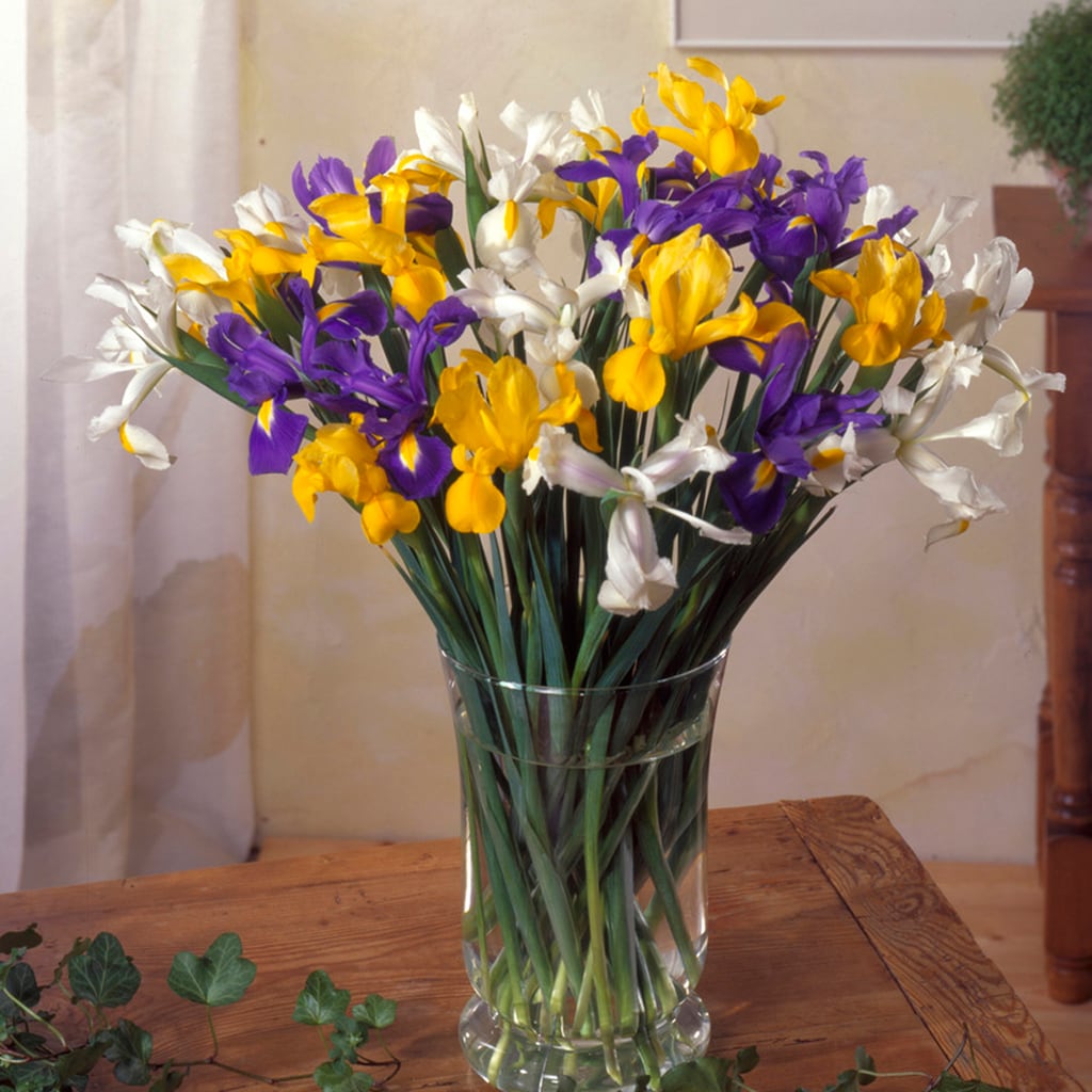 Van Zyverden 87150 Multicolor Dutch Iris Mixed Bulbs 25.0 Count
