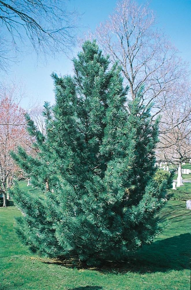  NURSERY 7.15-Gallon Feature Tree Vanderwulfs Pyramid Limber Pine In Pot (With Soil)