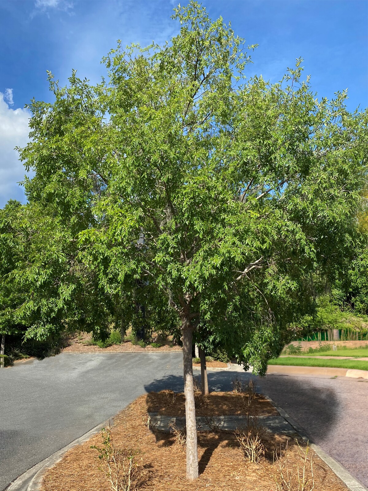 Southern Planters ELMDRA05G trees - View #2