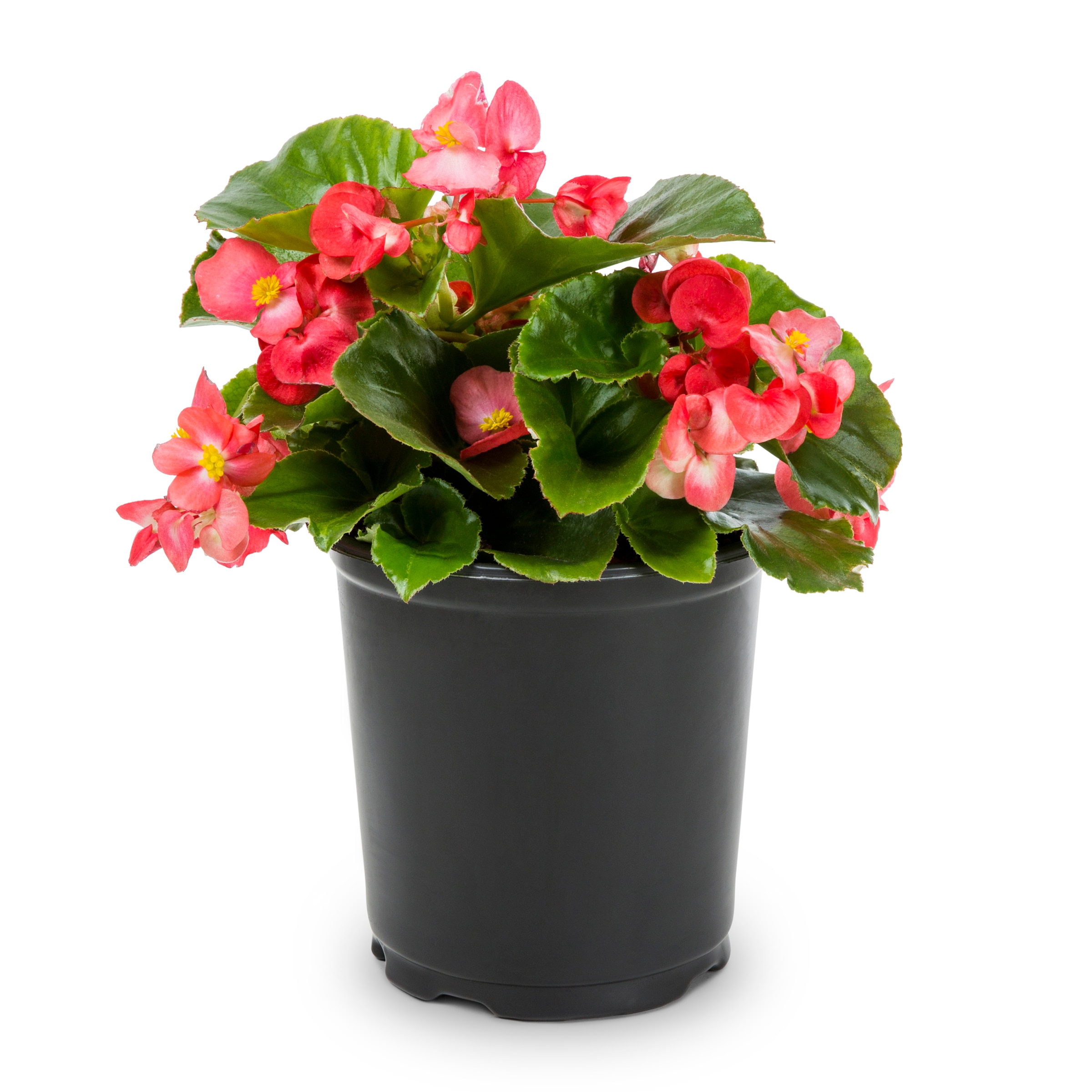 Lowe's 133049 Multicolor Begonia in 2 Quart(s) Planter 1 -Pack
