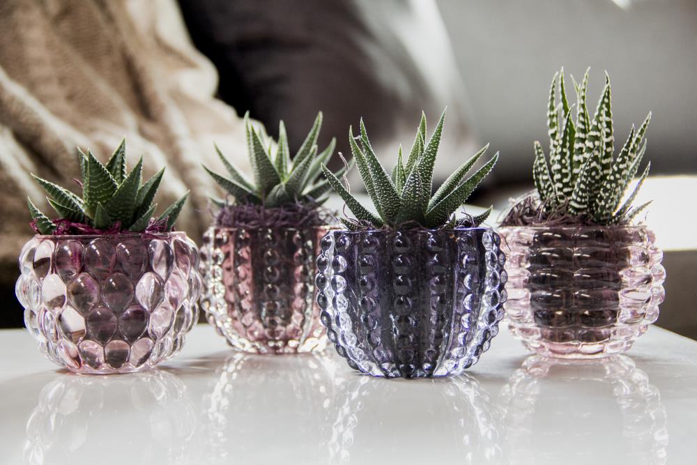 LiveTrends 4-Pack Succulents (Mixed) in Glass Planter (L22966) at 