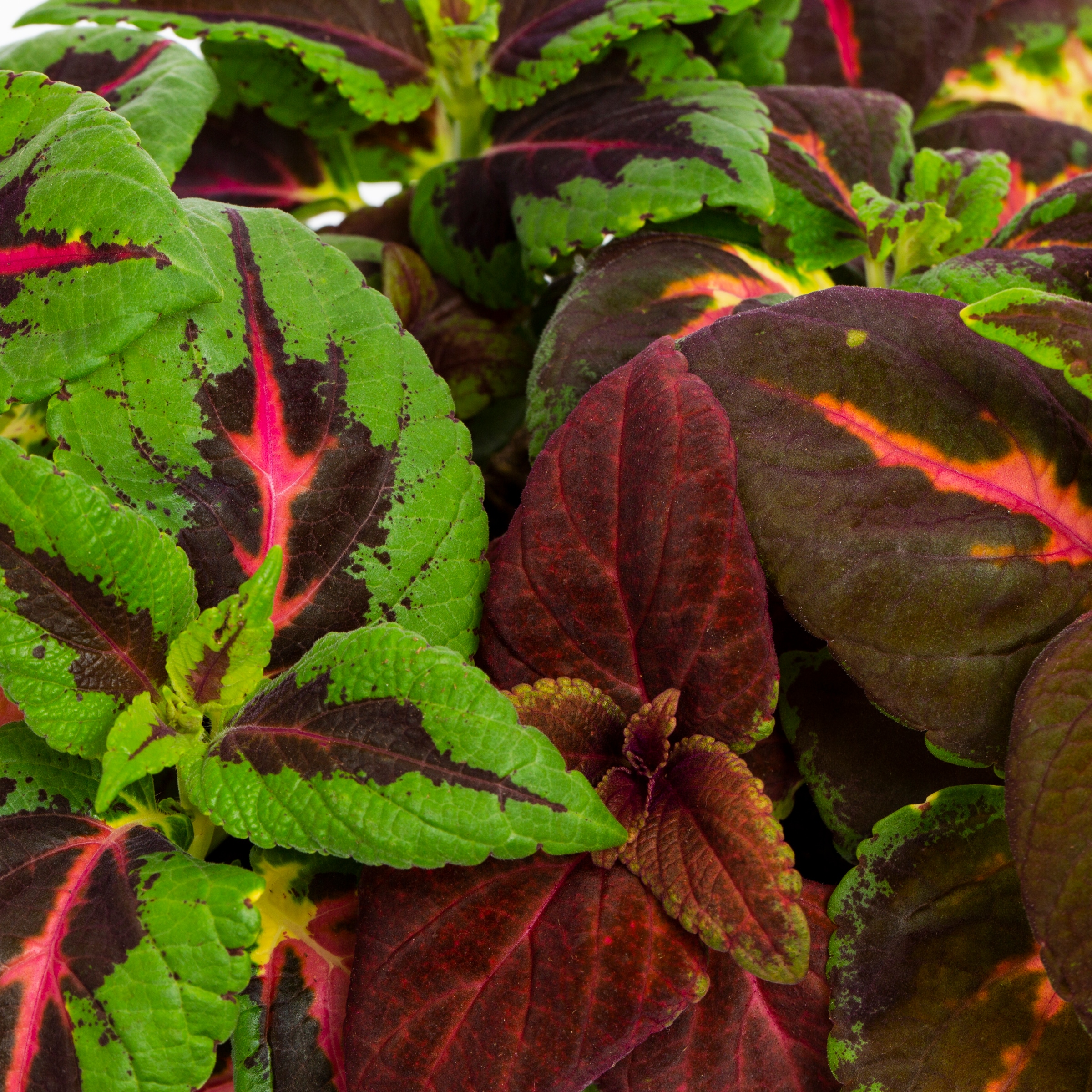 Metrolina Greenhouses 79209 annuals - View #2