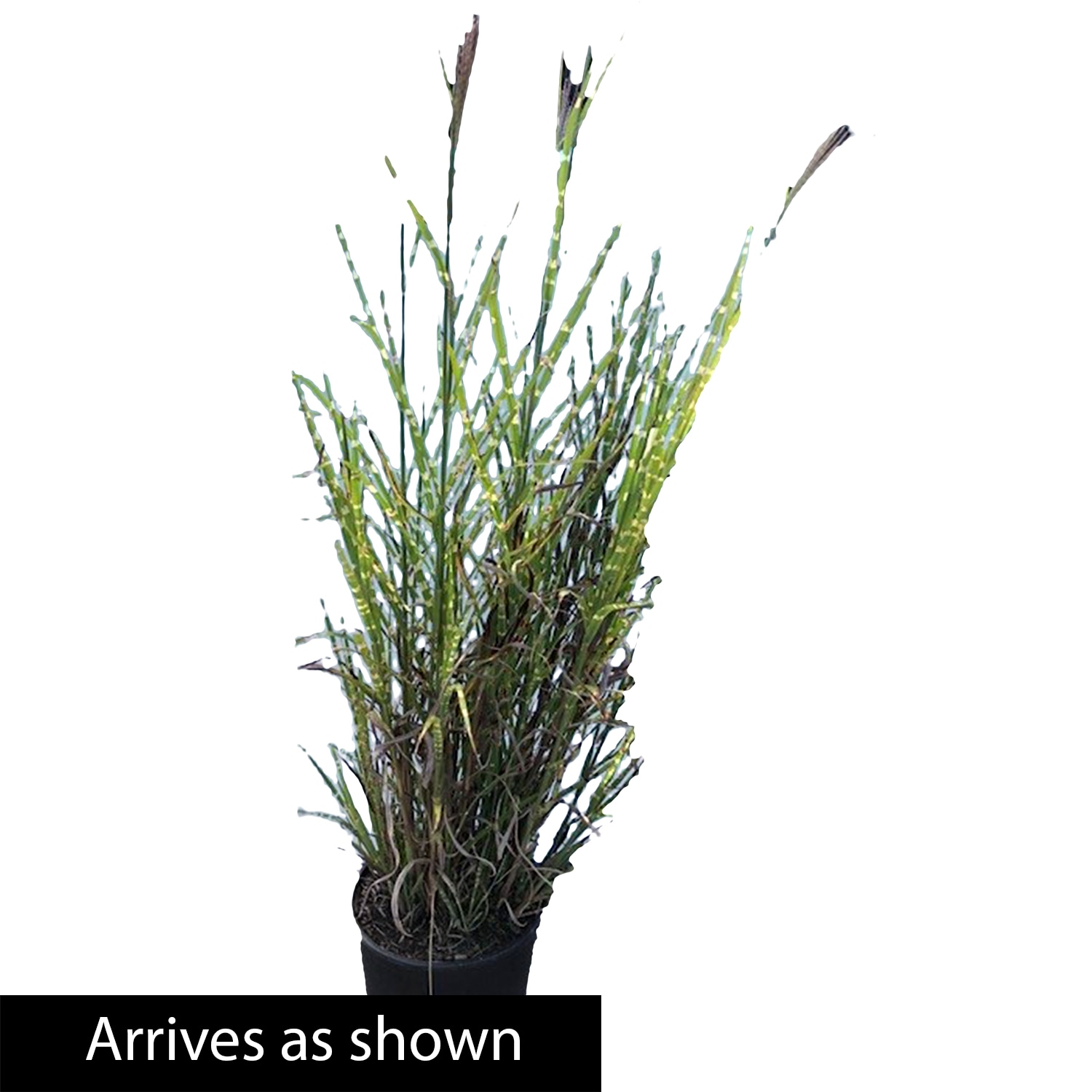Spring Hill Nurseries 92350 Ornamental-Grasses - View #4