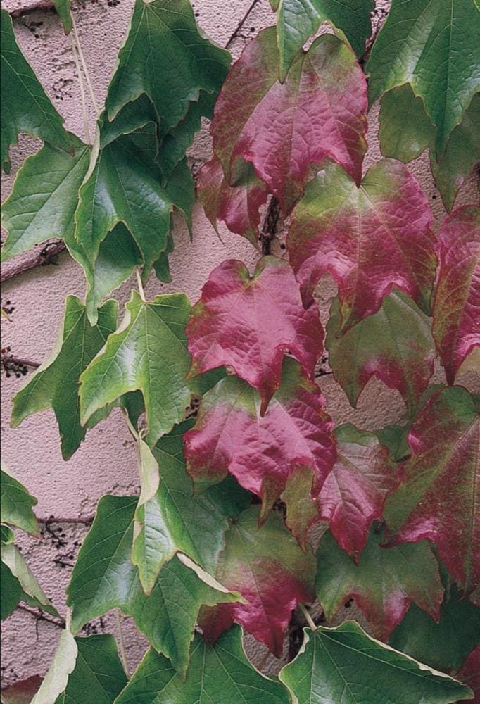 GoGardenNow - The Gardening Blog: Jeepers, Creepers! Virginia Creeper and  Boston Ivy
