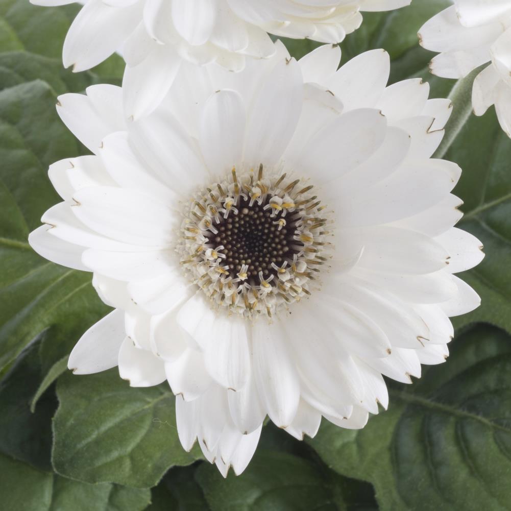 Monrovia Multicolor Gerbera Daisy in 1-Quart Pot in the Annuals ...