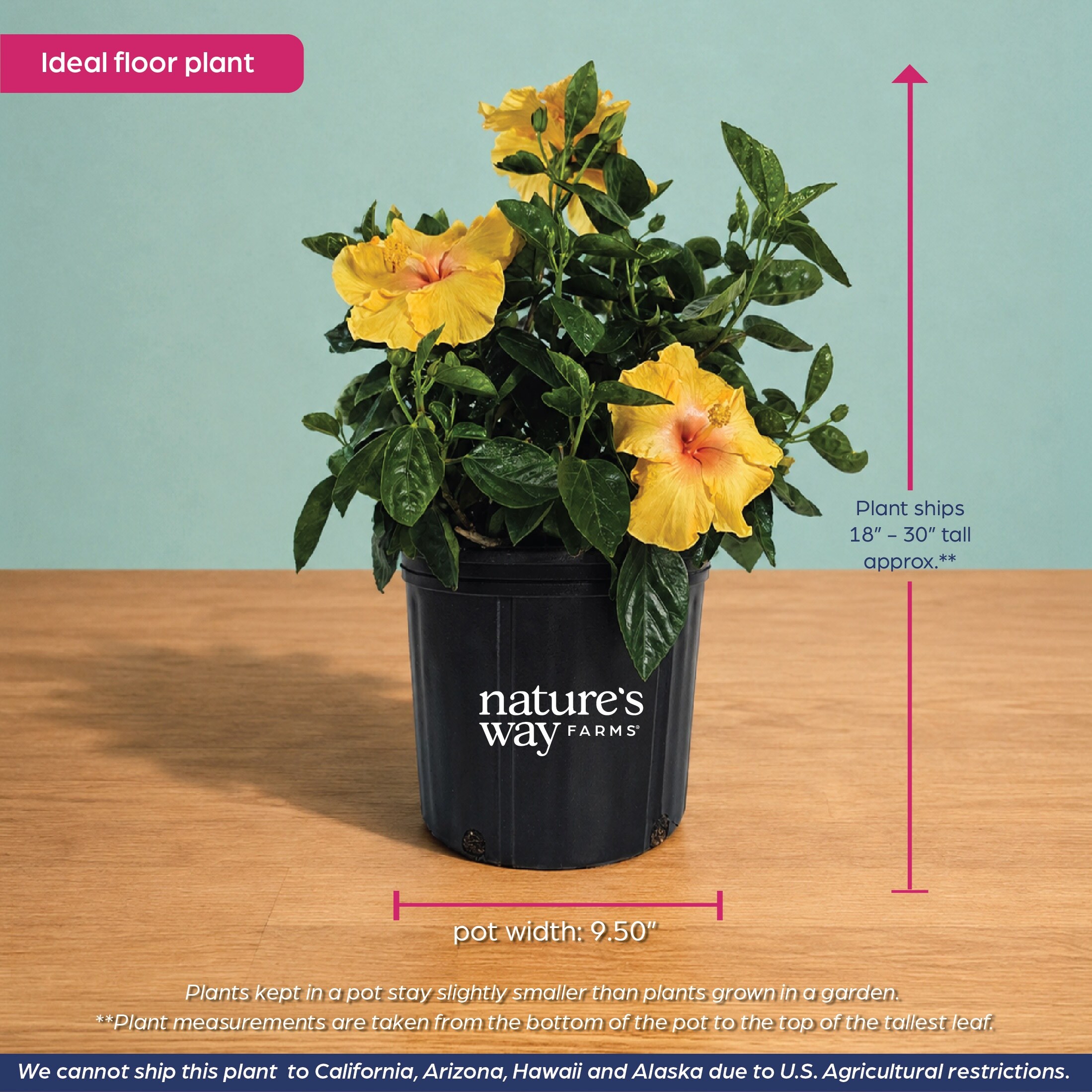 Nature's Way Farms 3467 shrubs - View #5