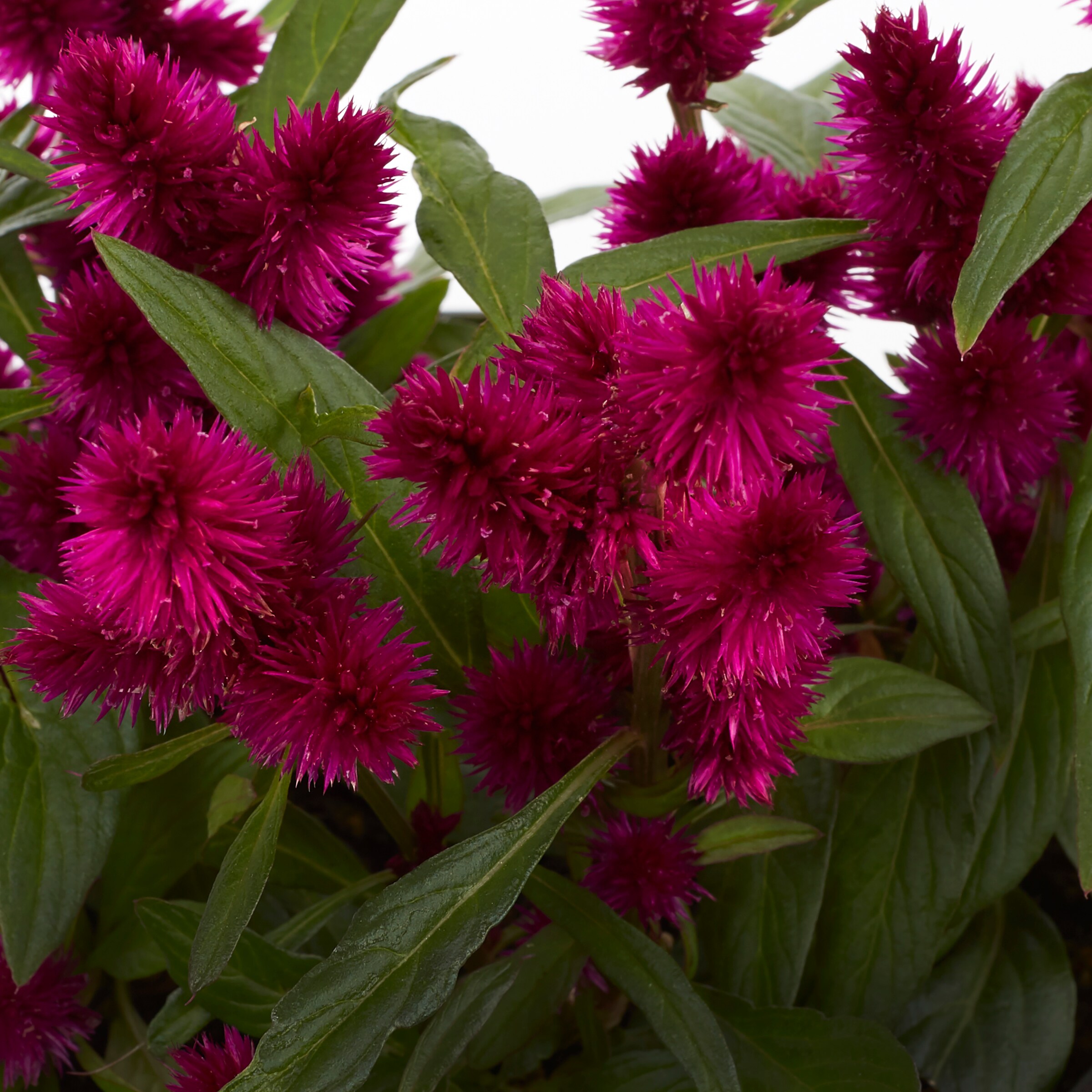 Lowe's NURSERY annuals - View #6