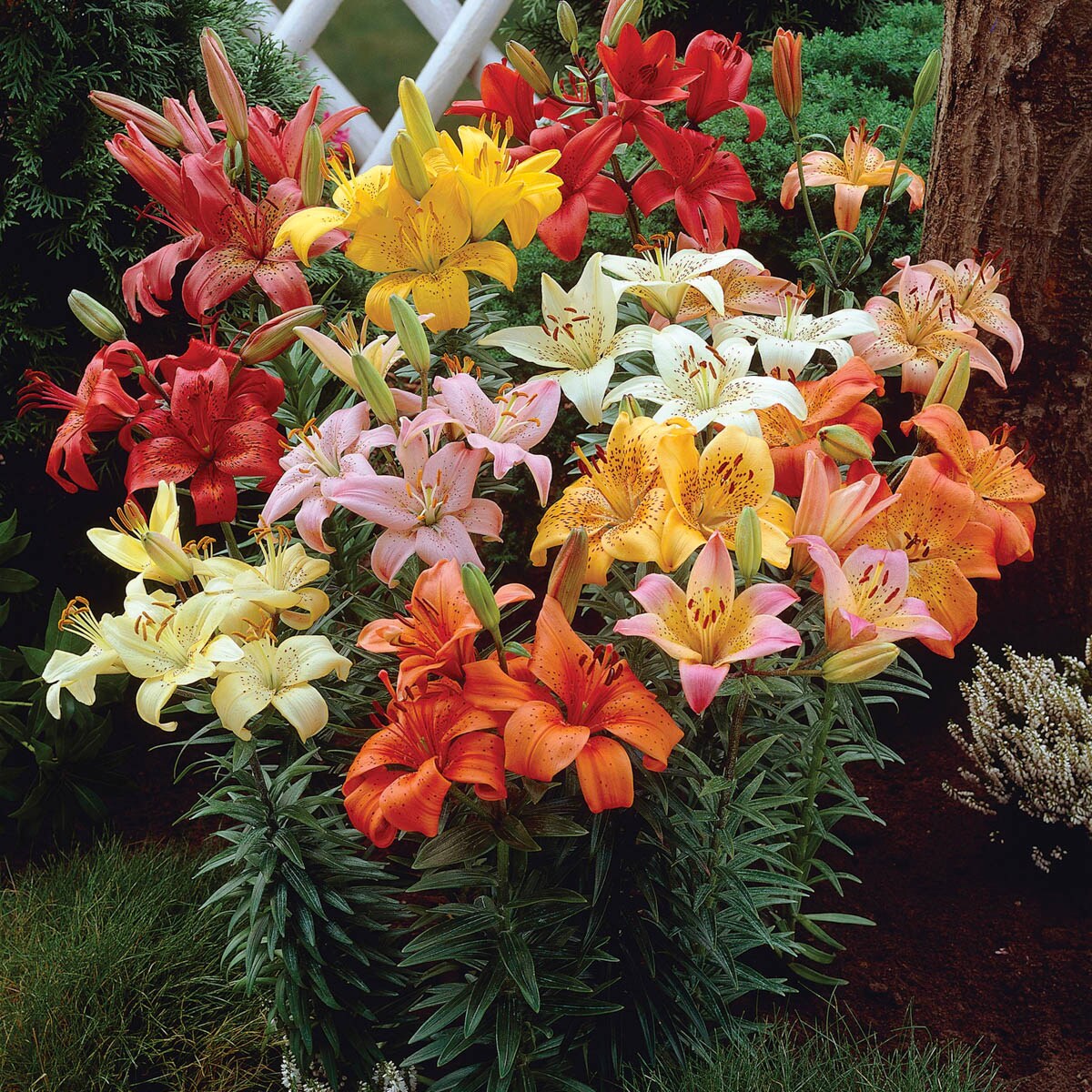 Direct Gardening 97178 Plant-Bulbs - View #2