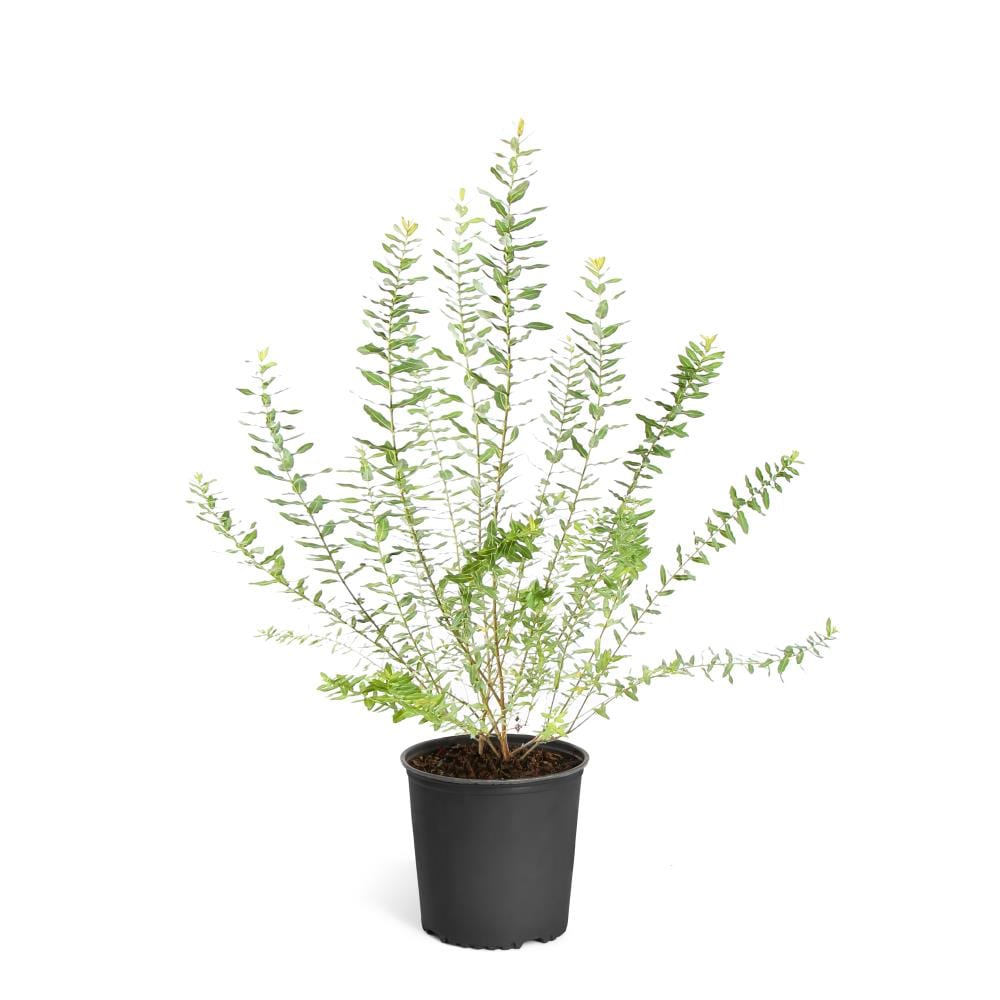 Brighter Blooms WIL-TRI2 Multicolor Tri-color Willow Foundation/Hedge Shrub in 1-Gallon Pot