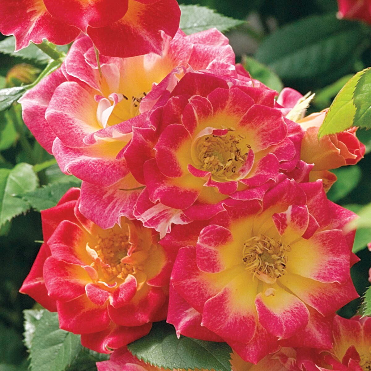 Spring Hill Nurseries 79154 roses - View #2