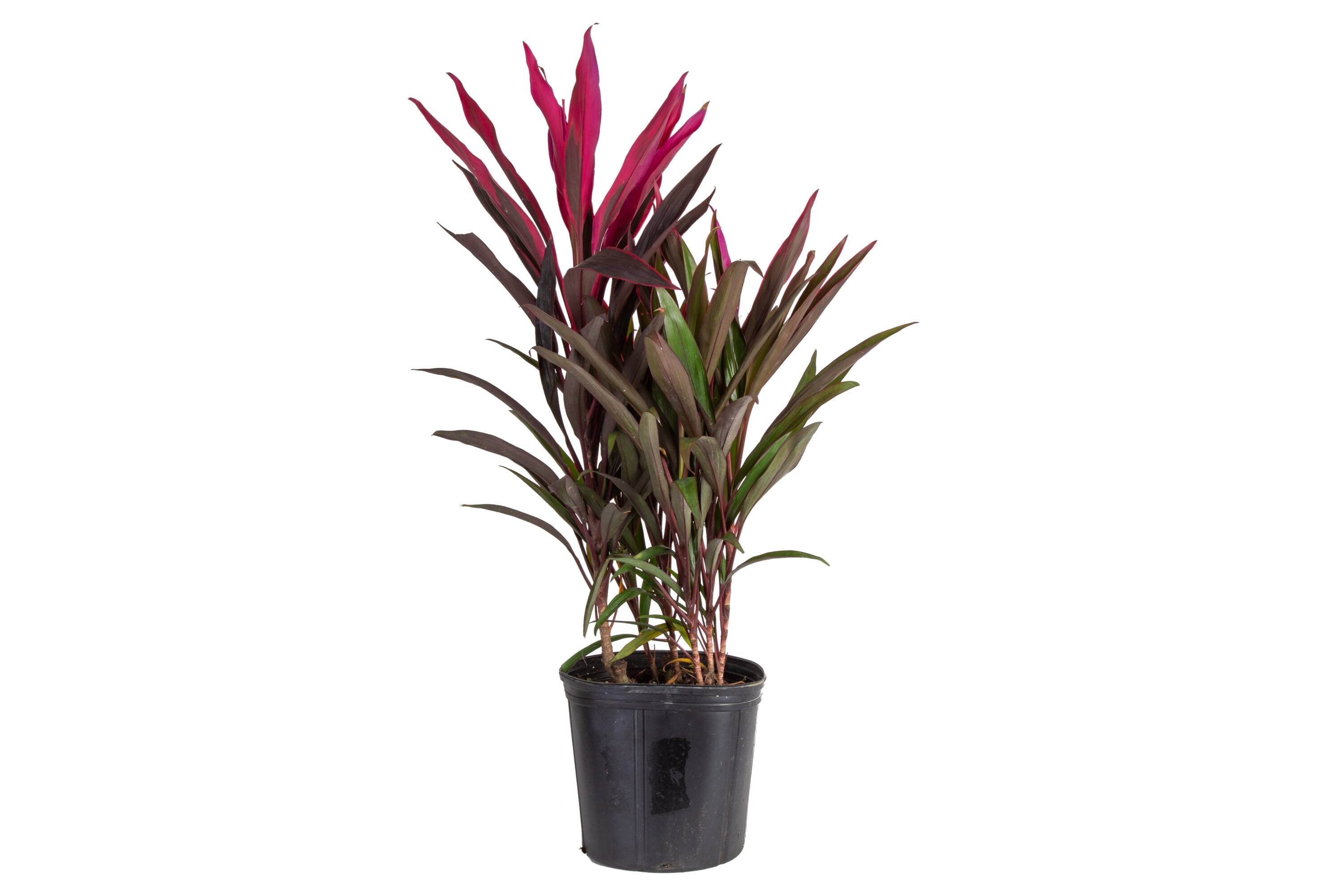 Lowe's 471431 Cordyline House plant in 1.72 Gallon(s) Pot 1 -Pack