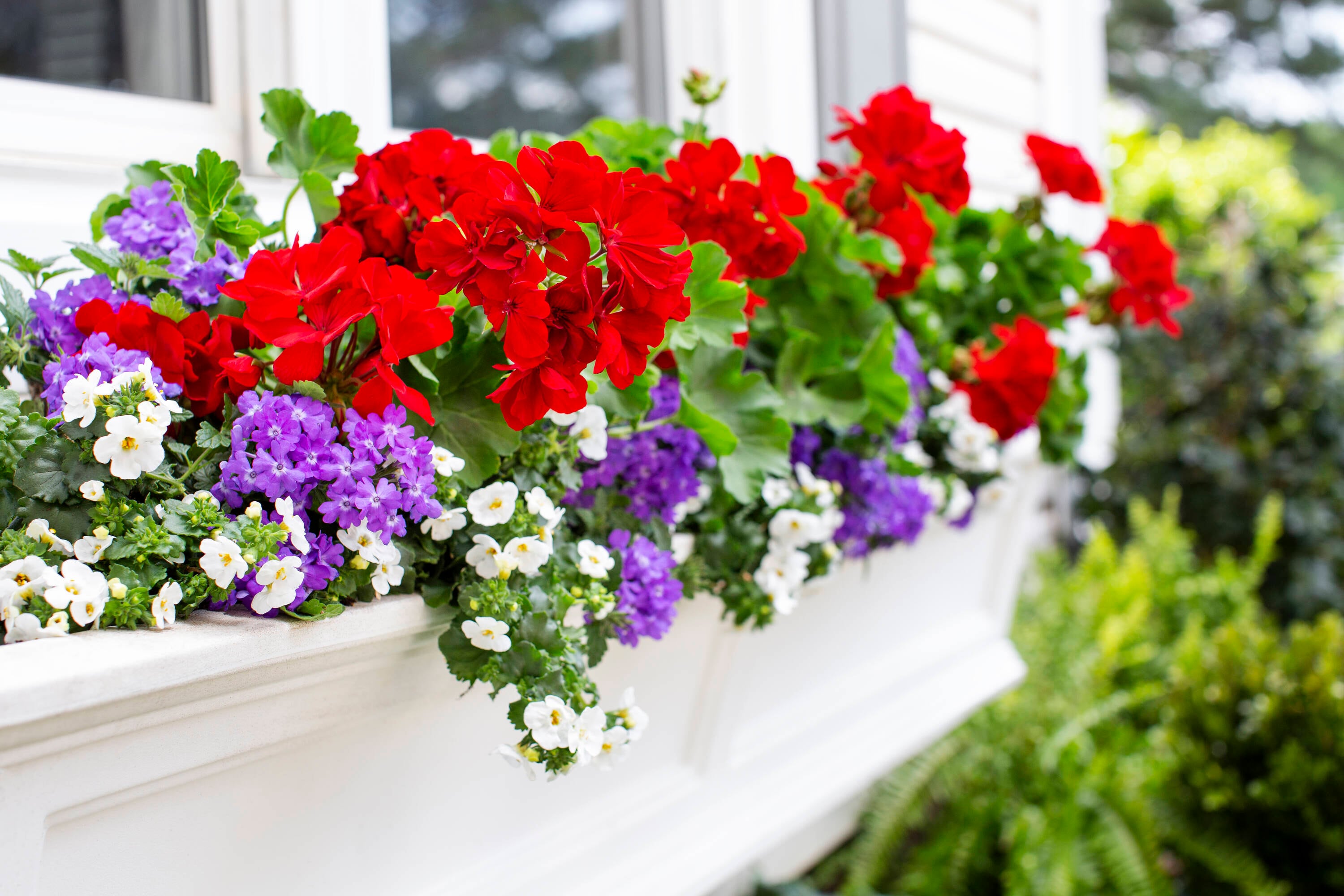 Monrovia 4810 annuals - View #4