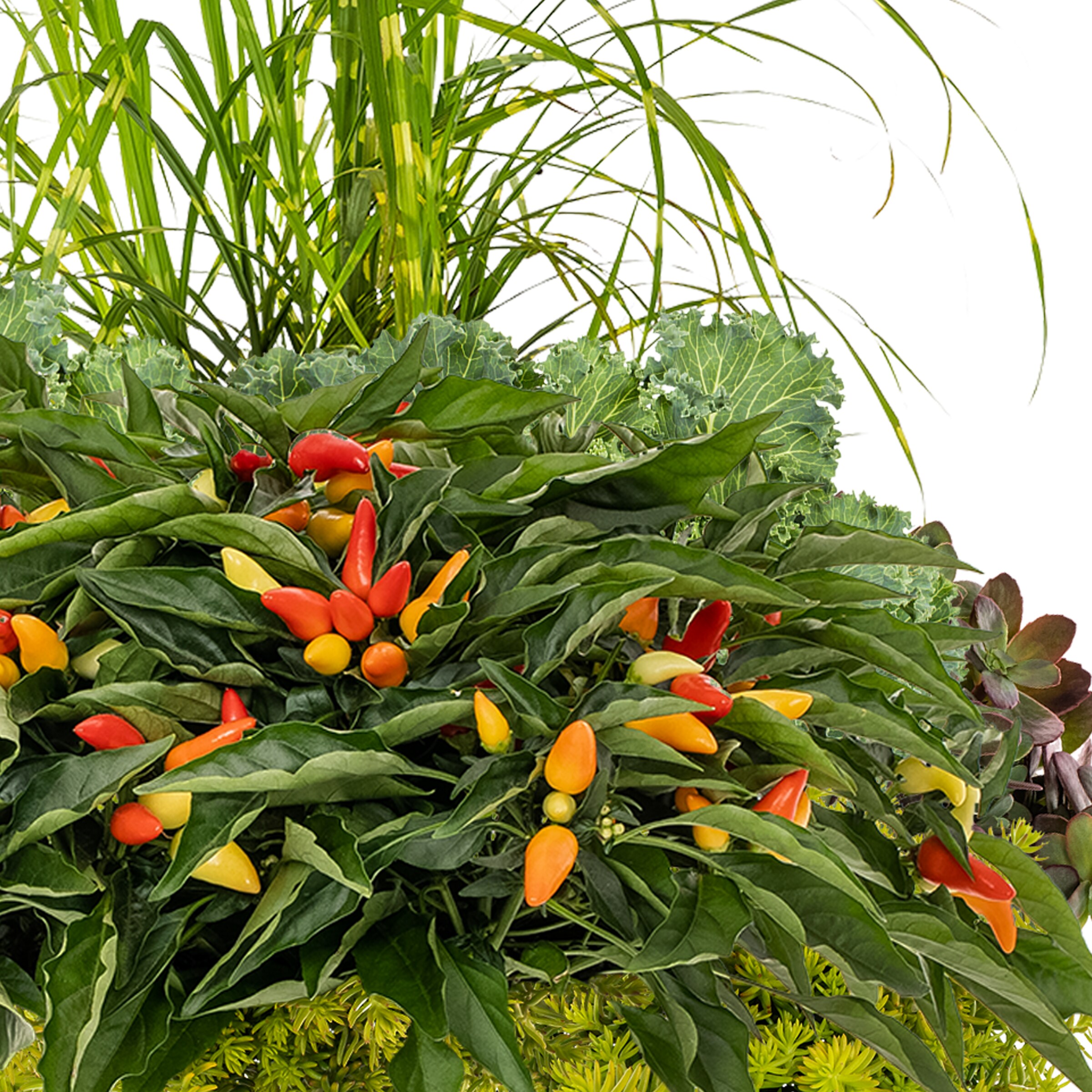 Lowe's NURSERY annuals - View #2