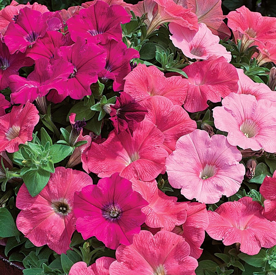 Lowe's Multicolor Perfectunia Petunia in 6-Pack Tray in the Annuals ...