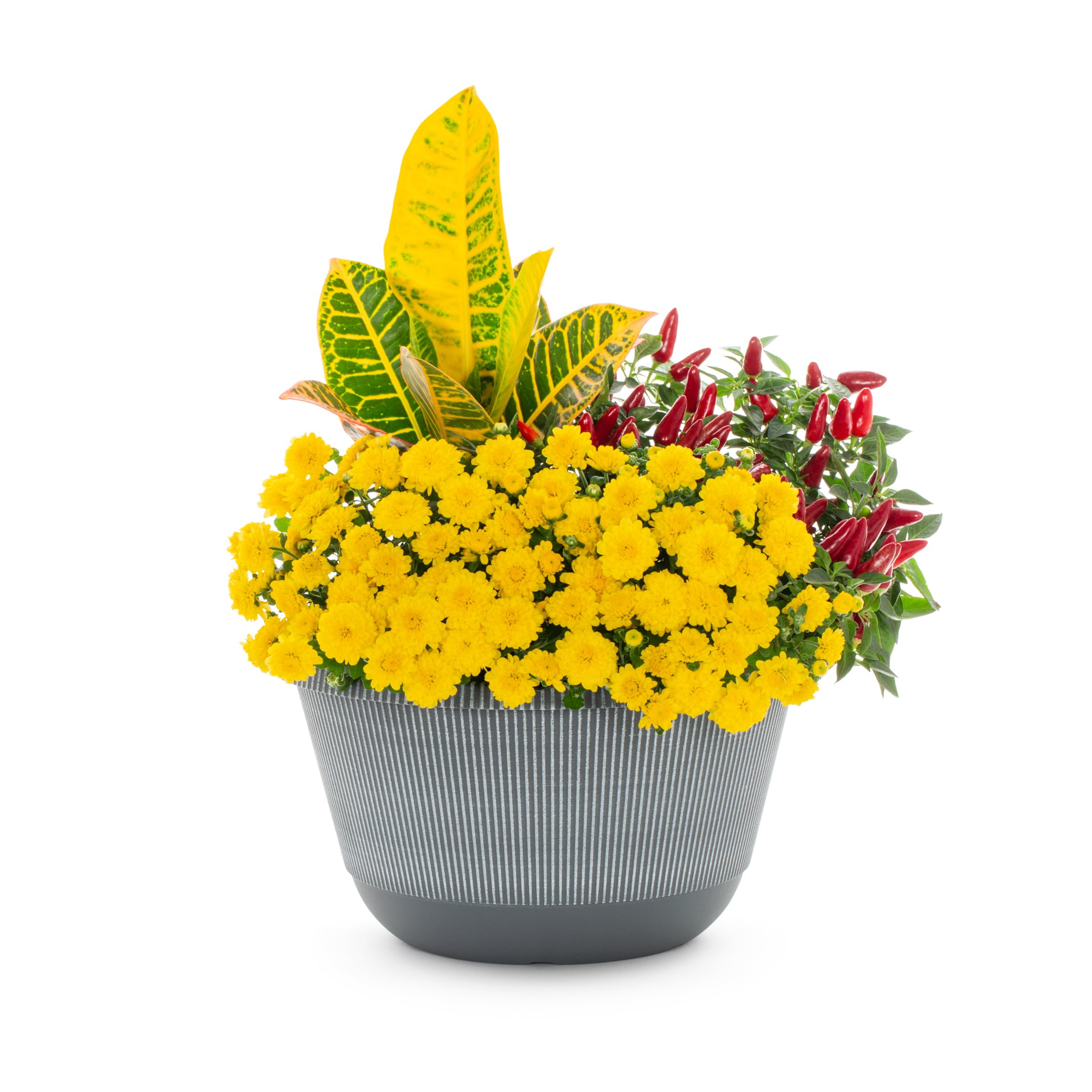 Lowe's 908439 Multicolor Mixed Annuals Combo in 2 Gallon(s) Planter 1 -Pack