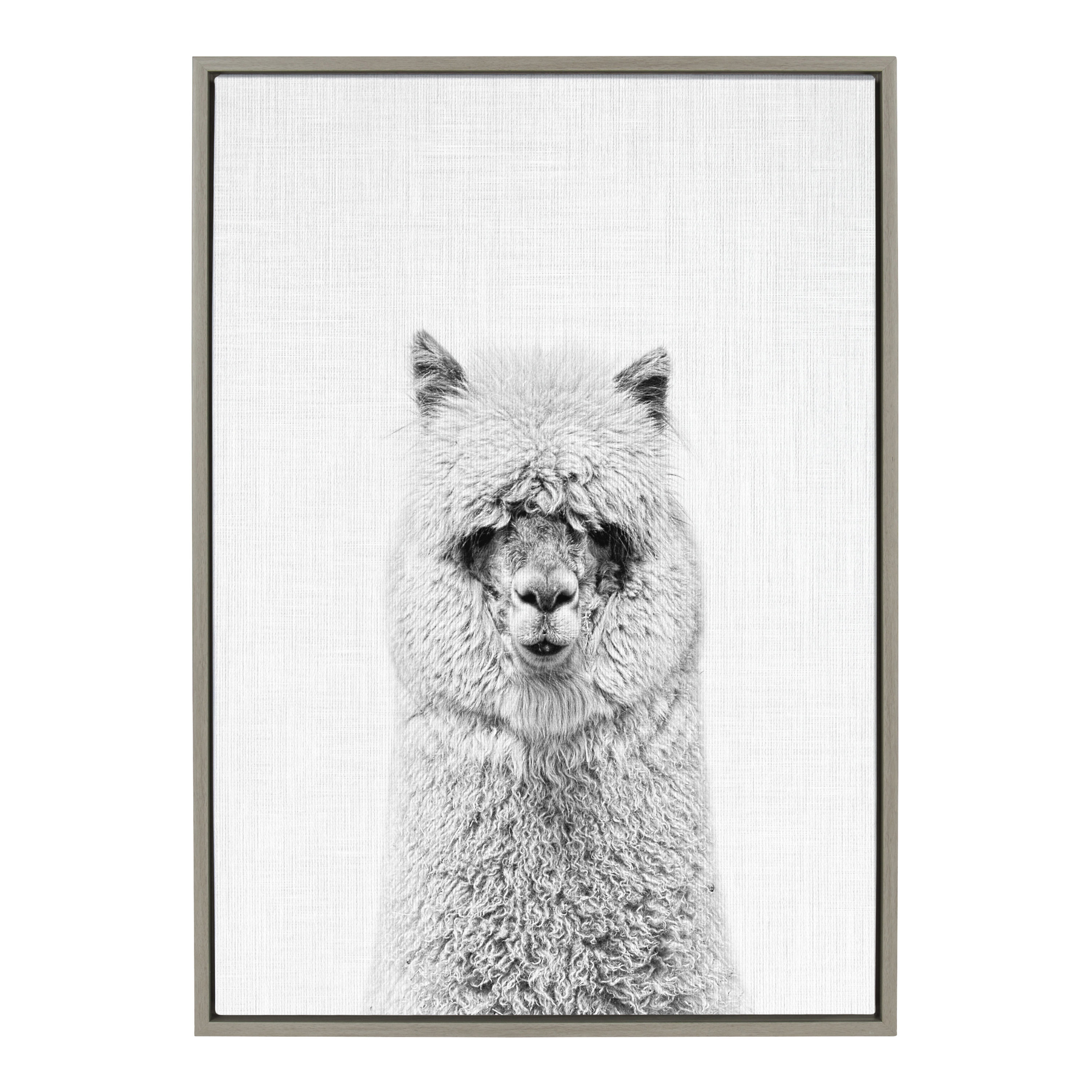 Kate and Laurel Hairy Alpaca Tai Prints Gray Framed 33-in H x 23-in W Animals  Print on Canvas in the Wall Art department at