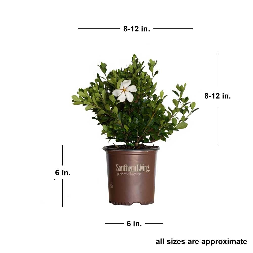Southern Living Plant Collection 2102Q-2 shrubs - View #3
