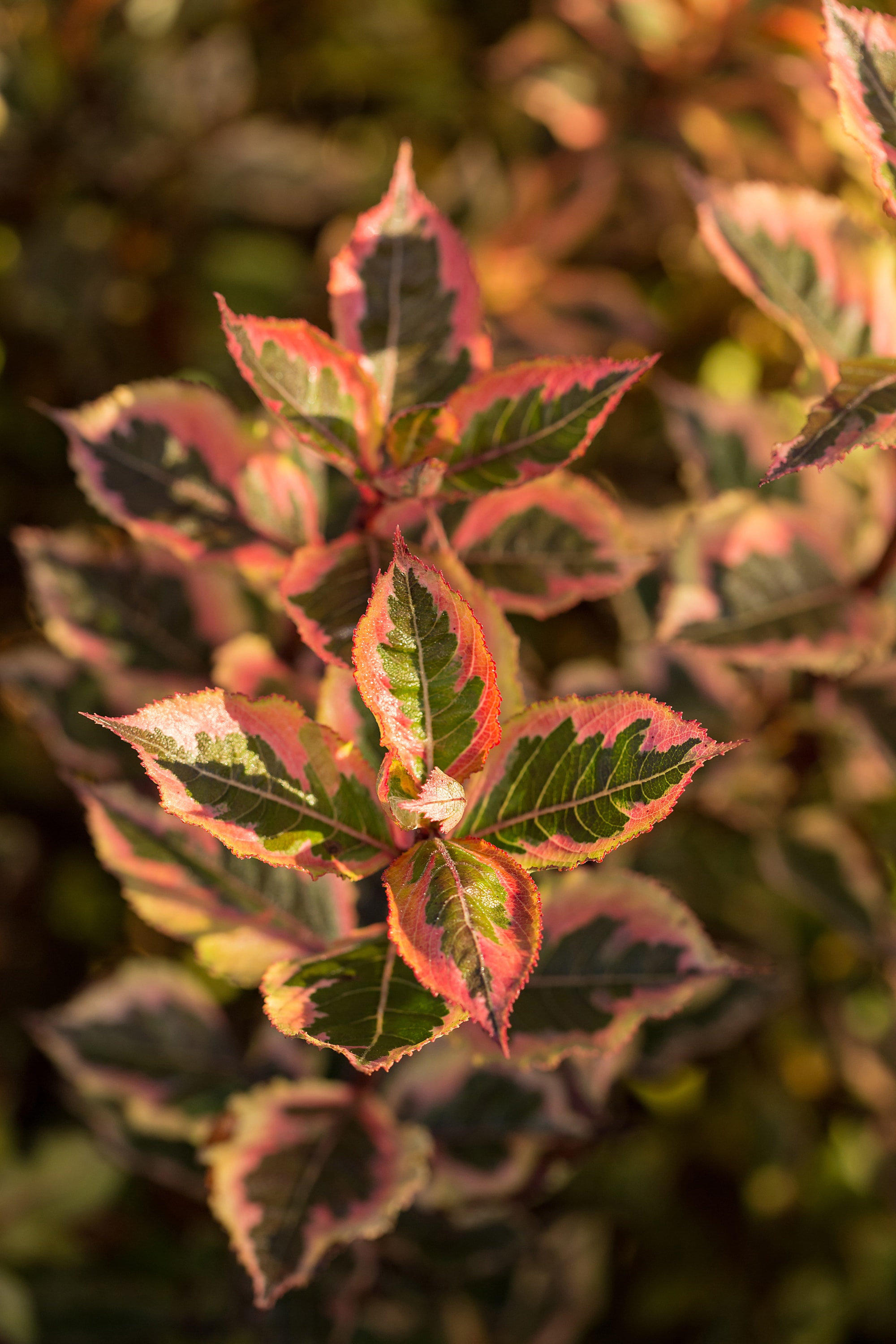 Lowe's NURSERY shrubs - View #2