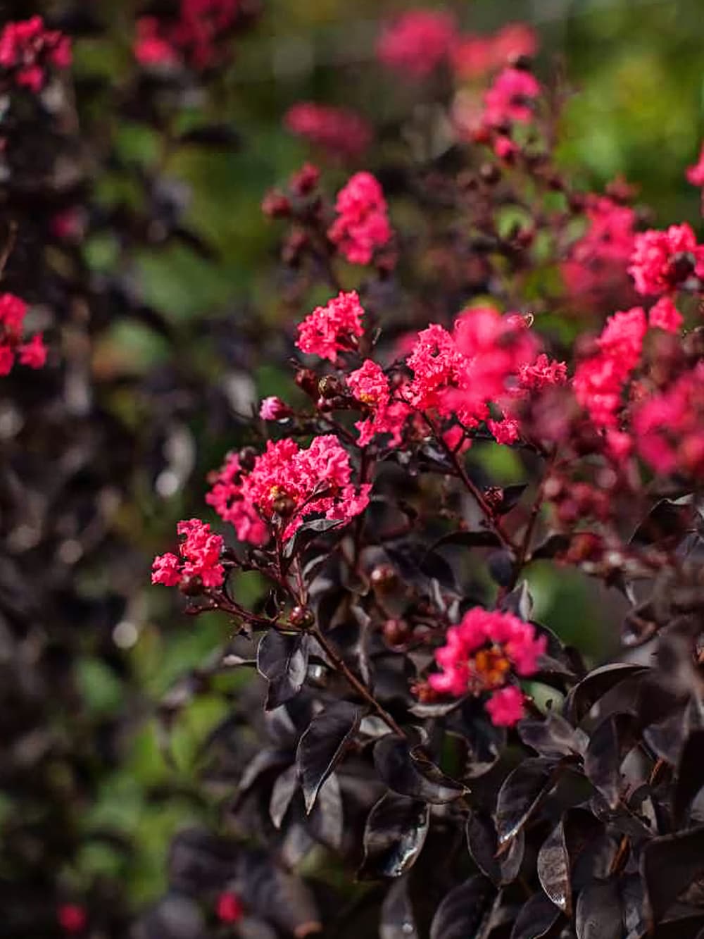 Crepe myrtle deals at lowes