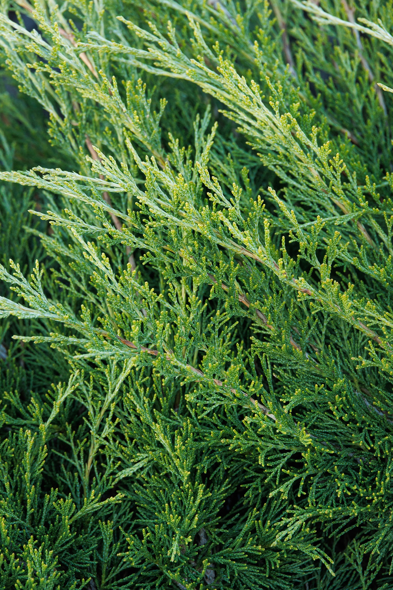 Monrovia KT10505175000100000 shrubs - View #2