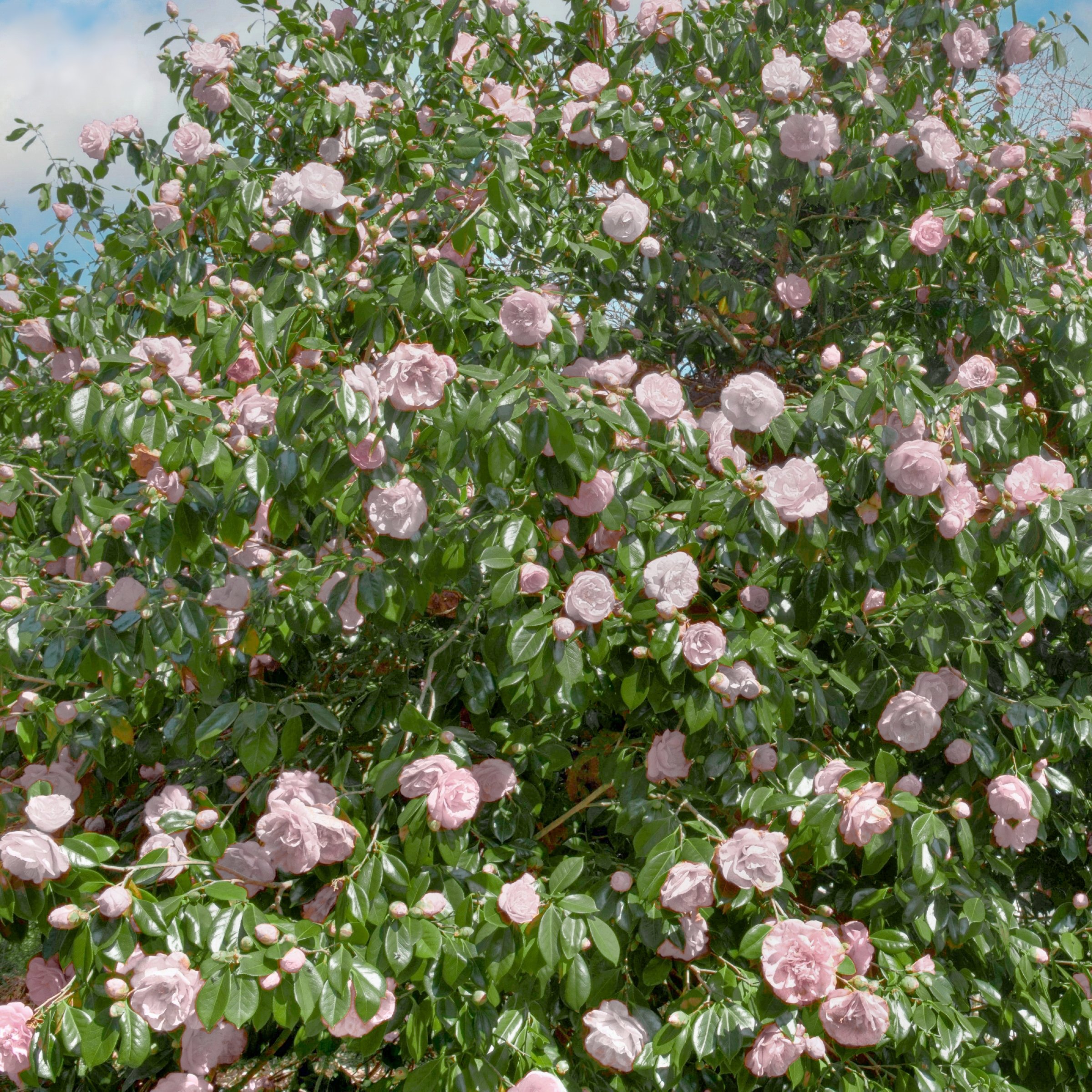 National Plant Network LW2848 shrubs - View #5