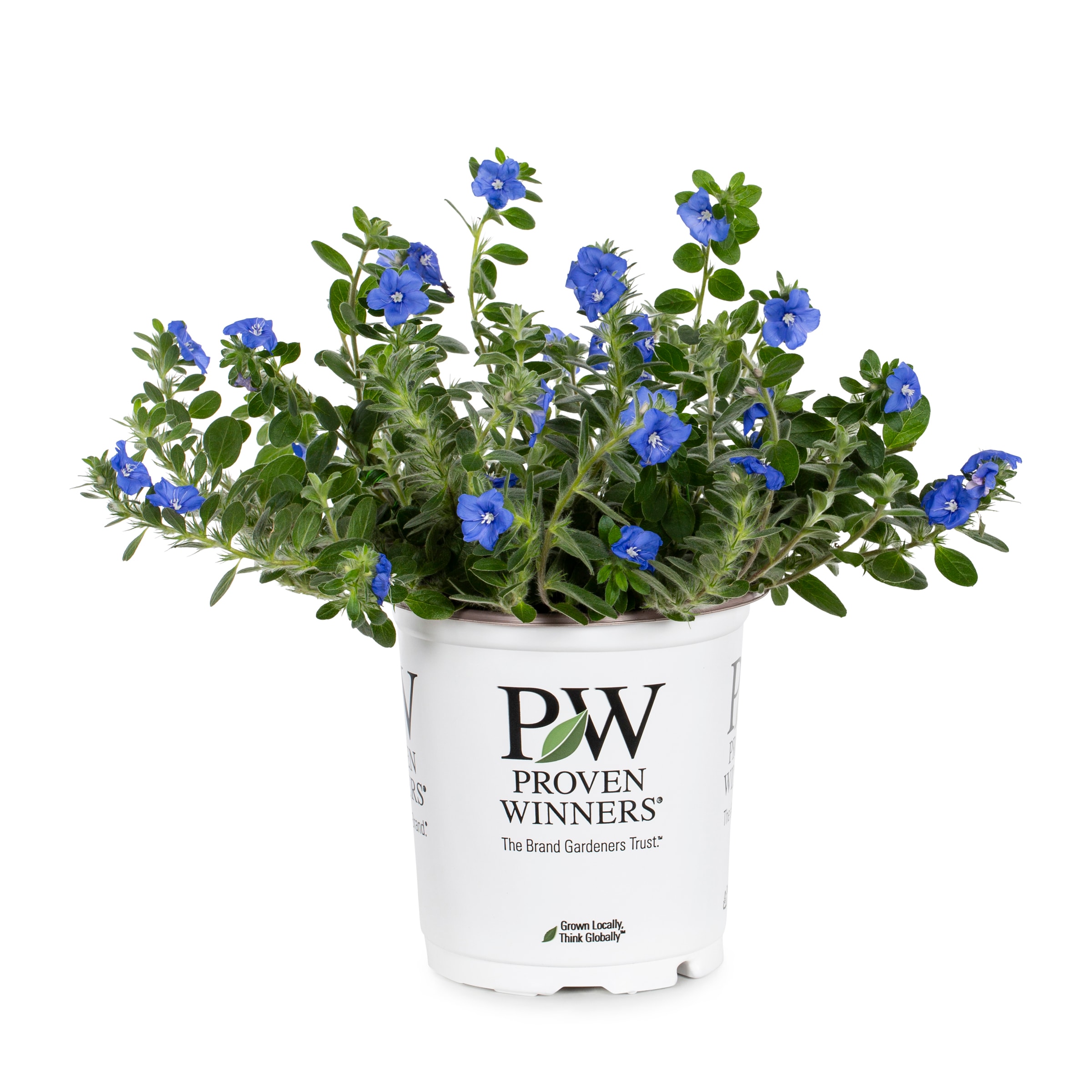 Proven Winners Blue Dwarf Morning Glory in 1.56-Pint Pot in the Annuals ...