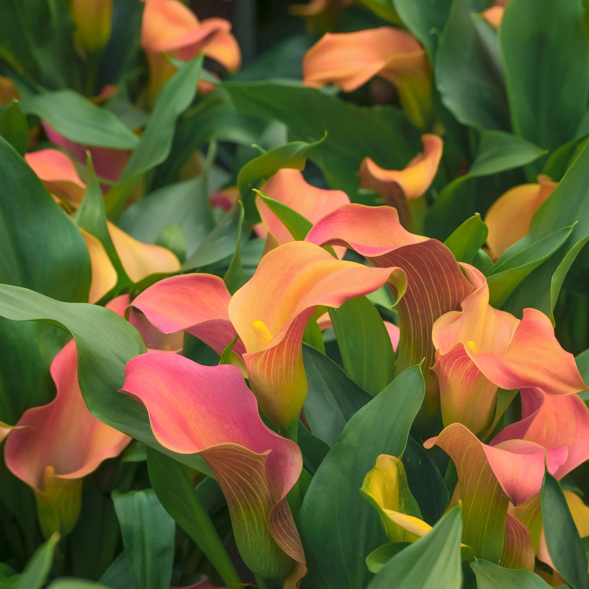 National Plant Network LW2623 Plant-Bulbs - View #5
