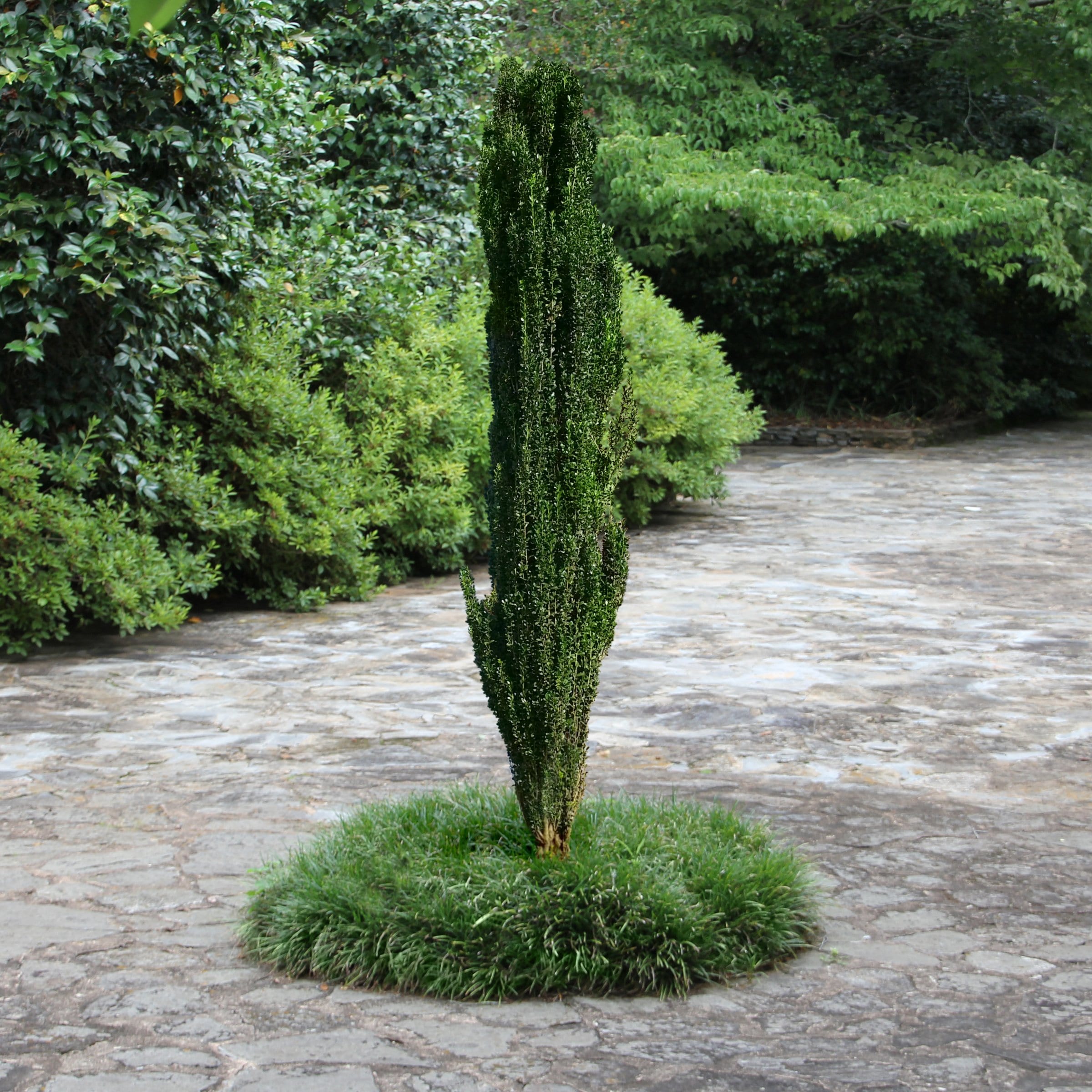 National Plant Network LW0057 shrubs - View #3