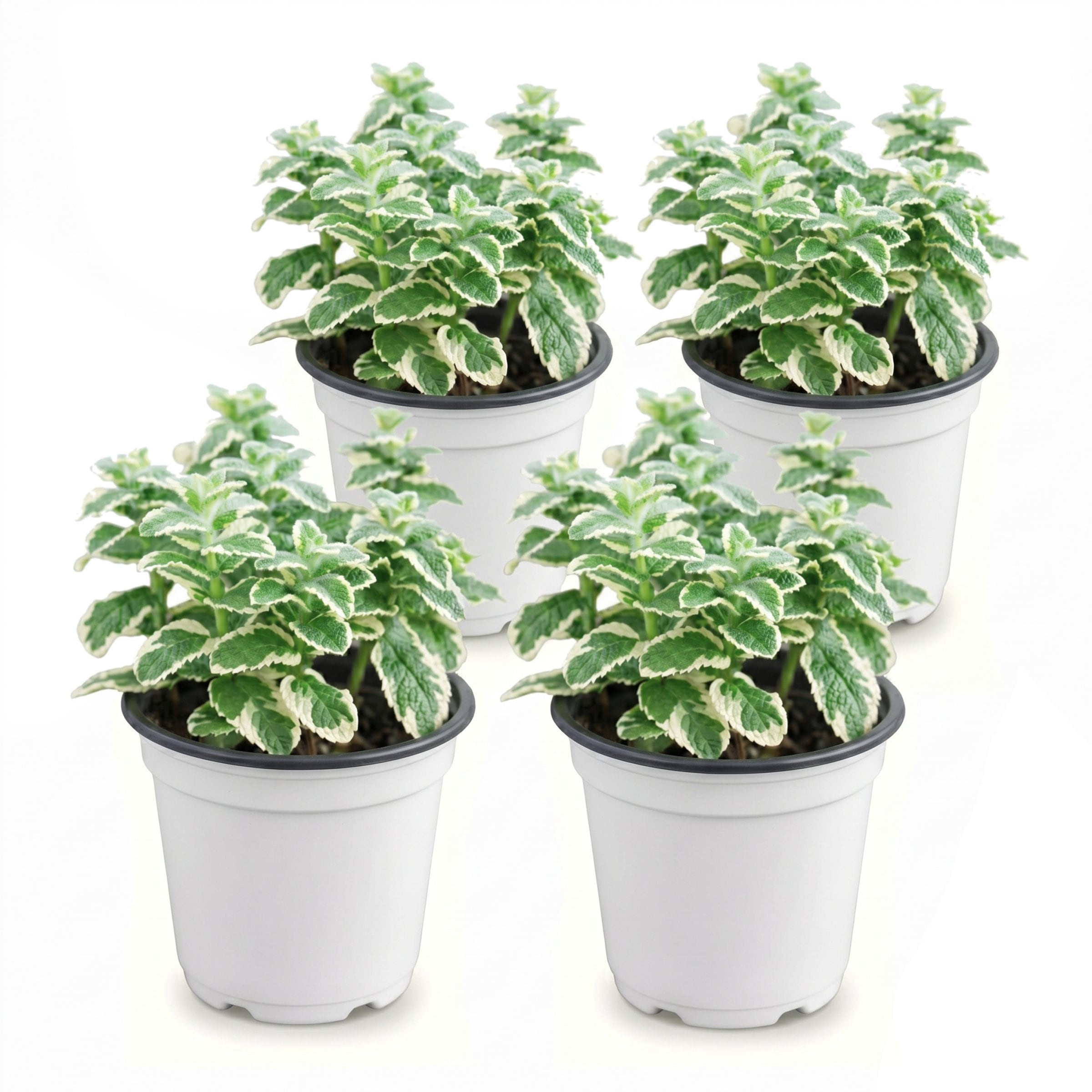 National Plant Network - 8 Pack Variegated Pineapple Mint Plant 8 -Pack