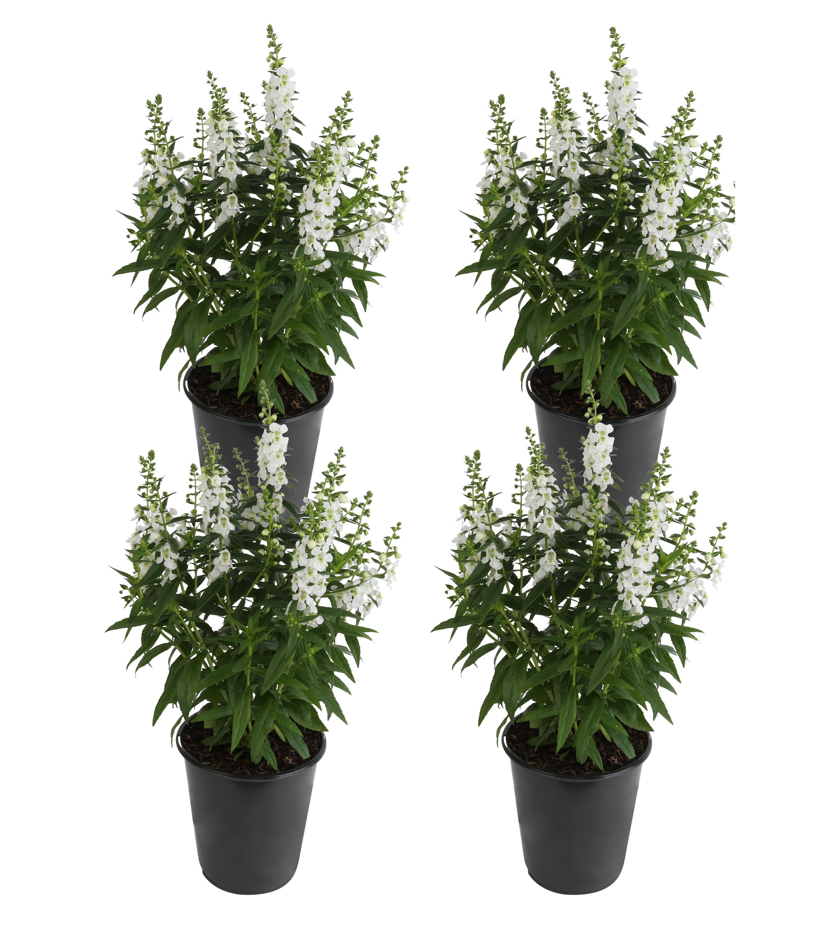 Costa Farms CO.1QTANGE.1.WH.PK4 White Angelonia in 1-Pint Pot
