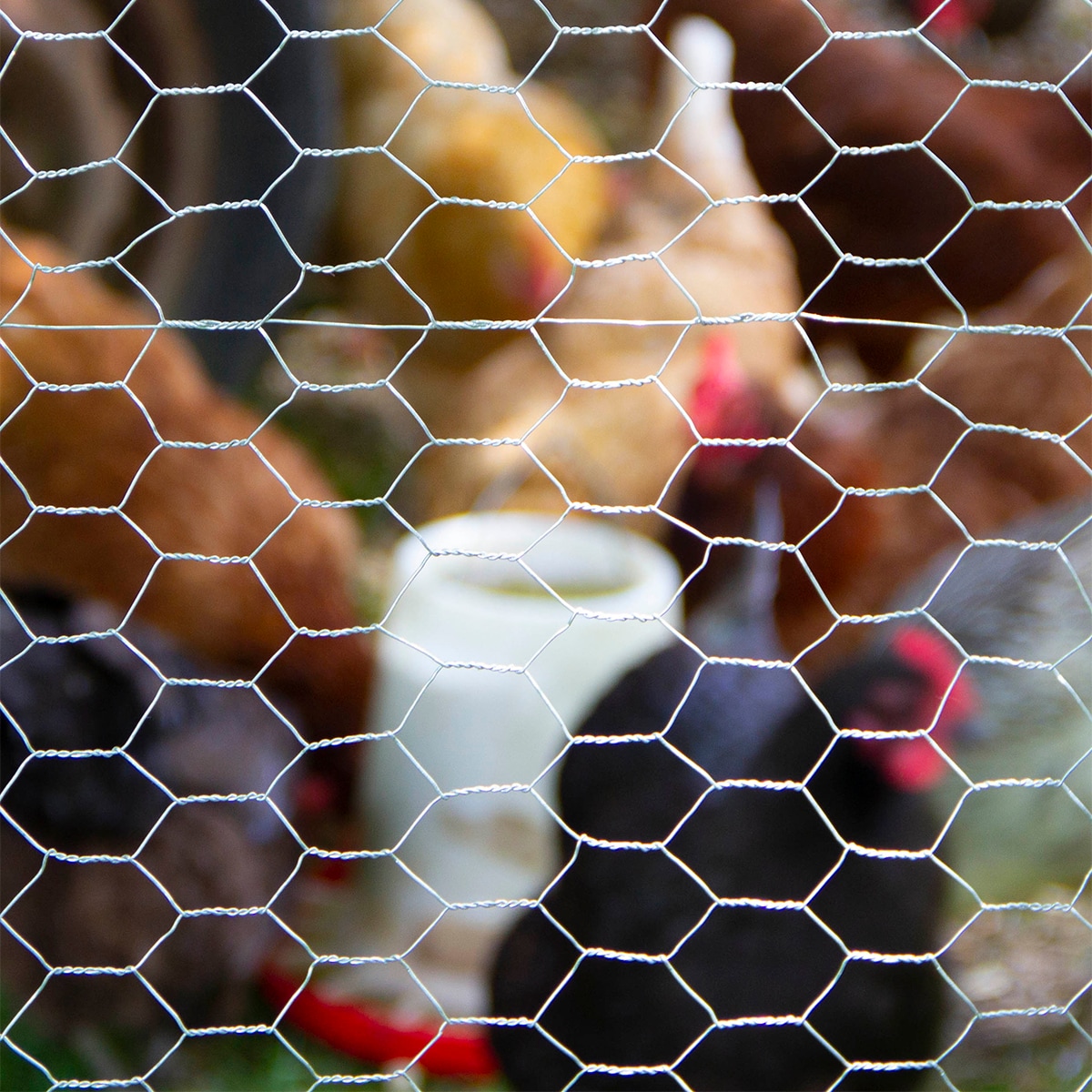 Chicken Wire Mesh 400mm X 5m Wire Mesh Galvanized Hexagonal Wire Mesh Craft  Project Gardening Home Decor
