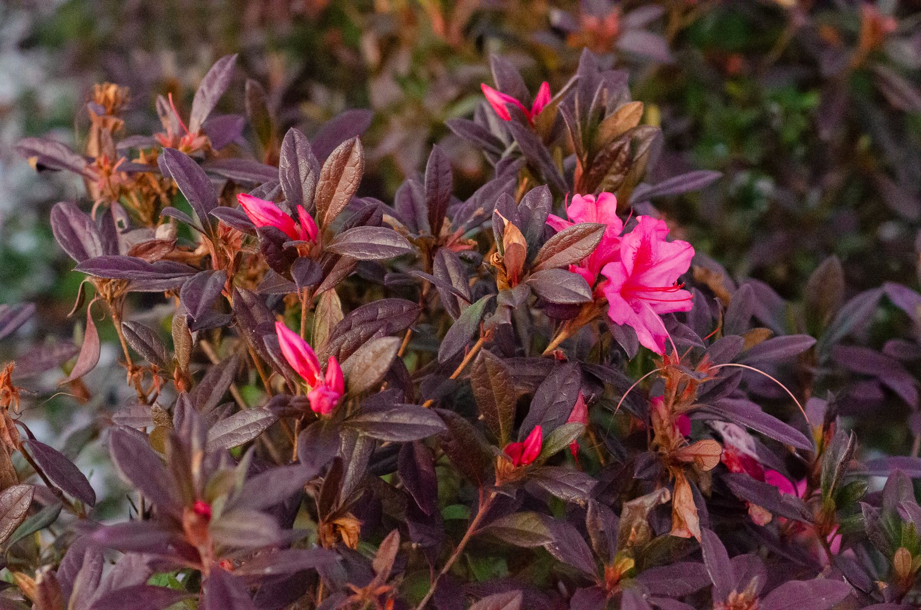 Encore Azalea Pink Autumn Jewel Azalea Flowering Shrub in 1-Gallon Pot ...