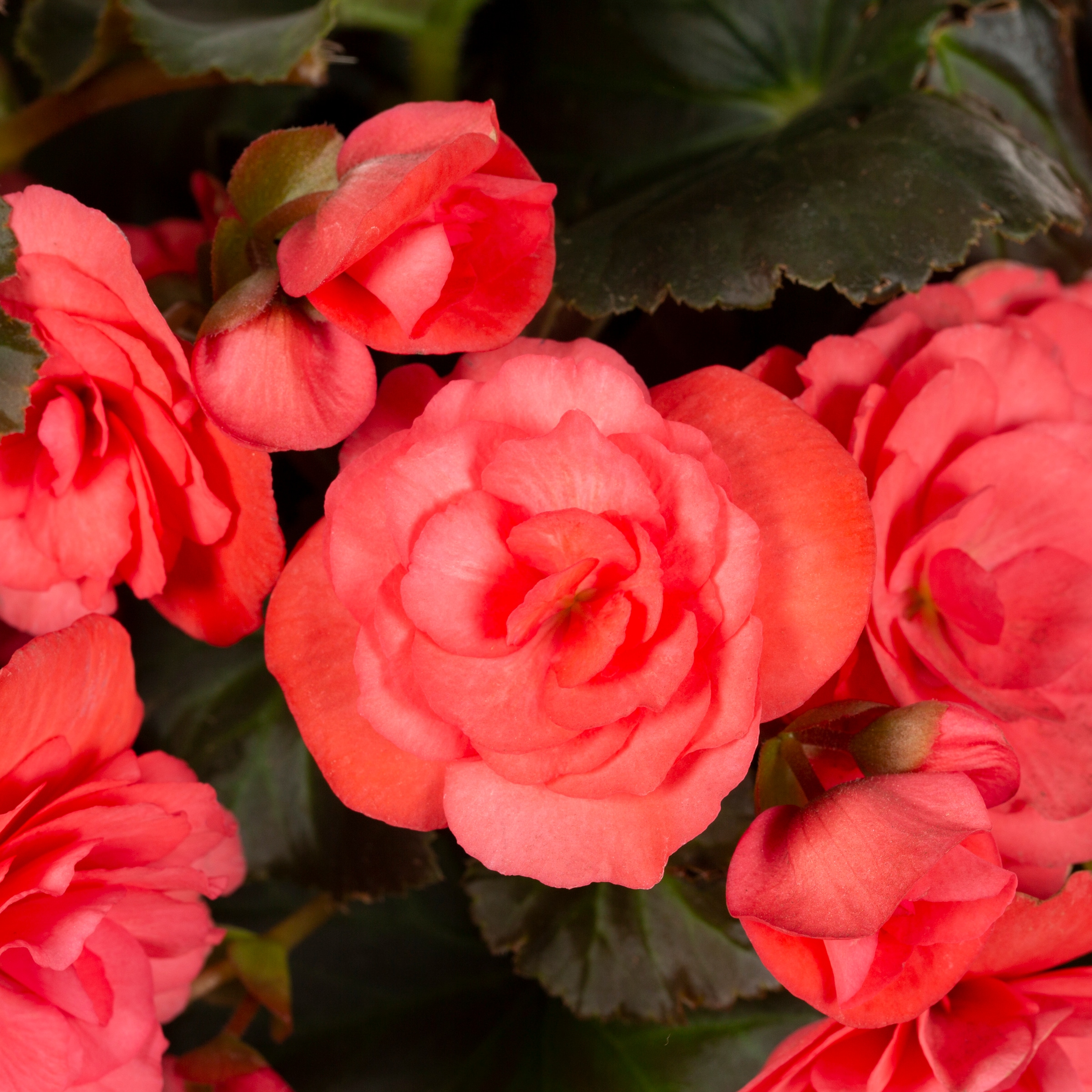 Monrovia NURSERY annuals - View #2