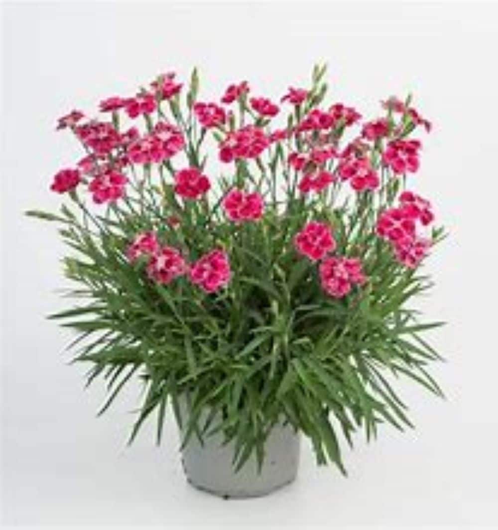 Lowe's NURSERY Multicolor Dianthus Plant in 2.5 -Quart Pot 1 -Pack