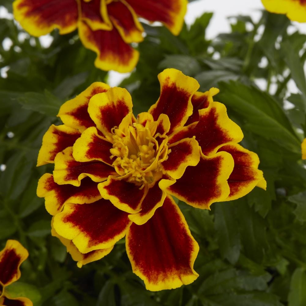 Lowe's Multicolor African Marigold in 1-Quart Pot in the Annuals ...