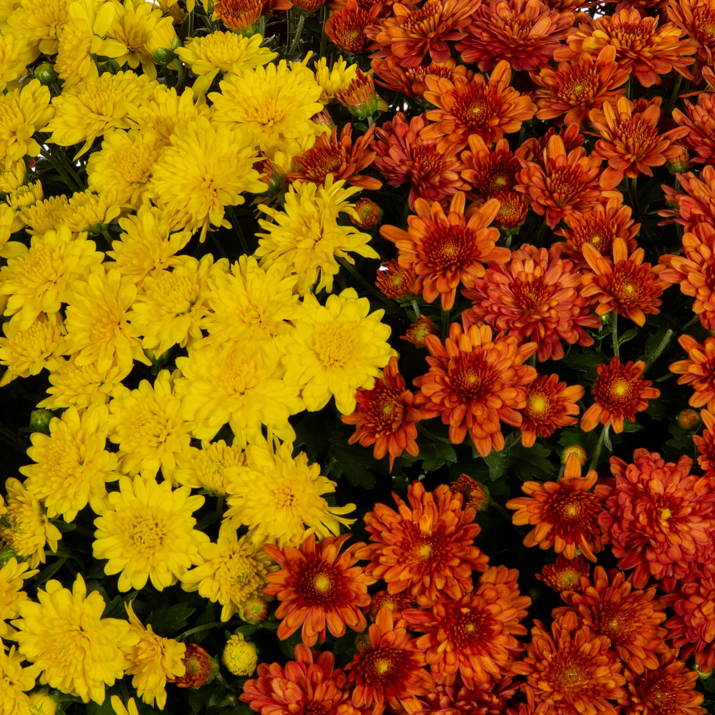 Lowe's 2147441 annuals - View #2