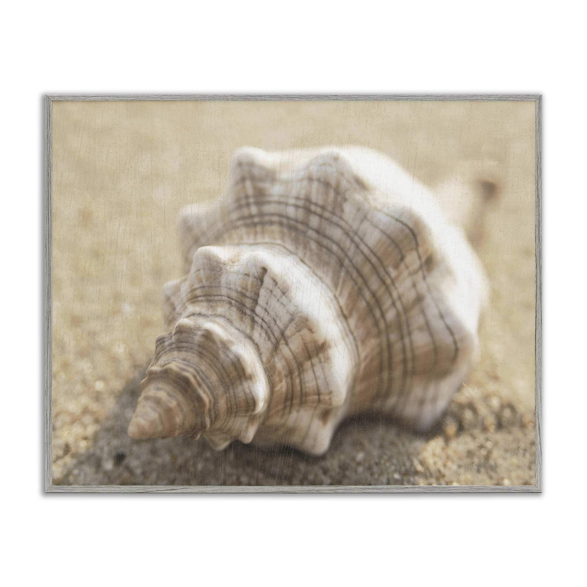 Stupell Industries BS-149-GFF-24X30 Neutral Tone Conch Shell Gray Framed Giclee Art By Dora Rotondella 30 x 24