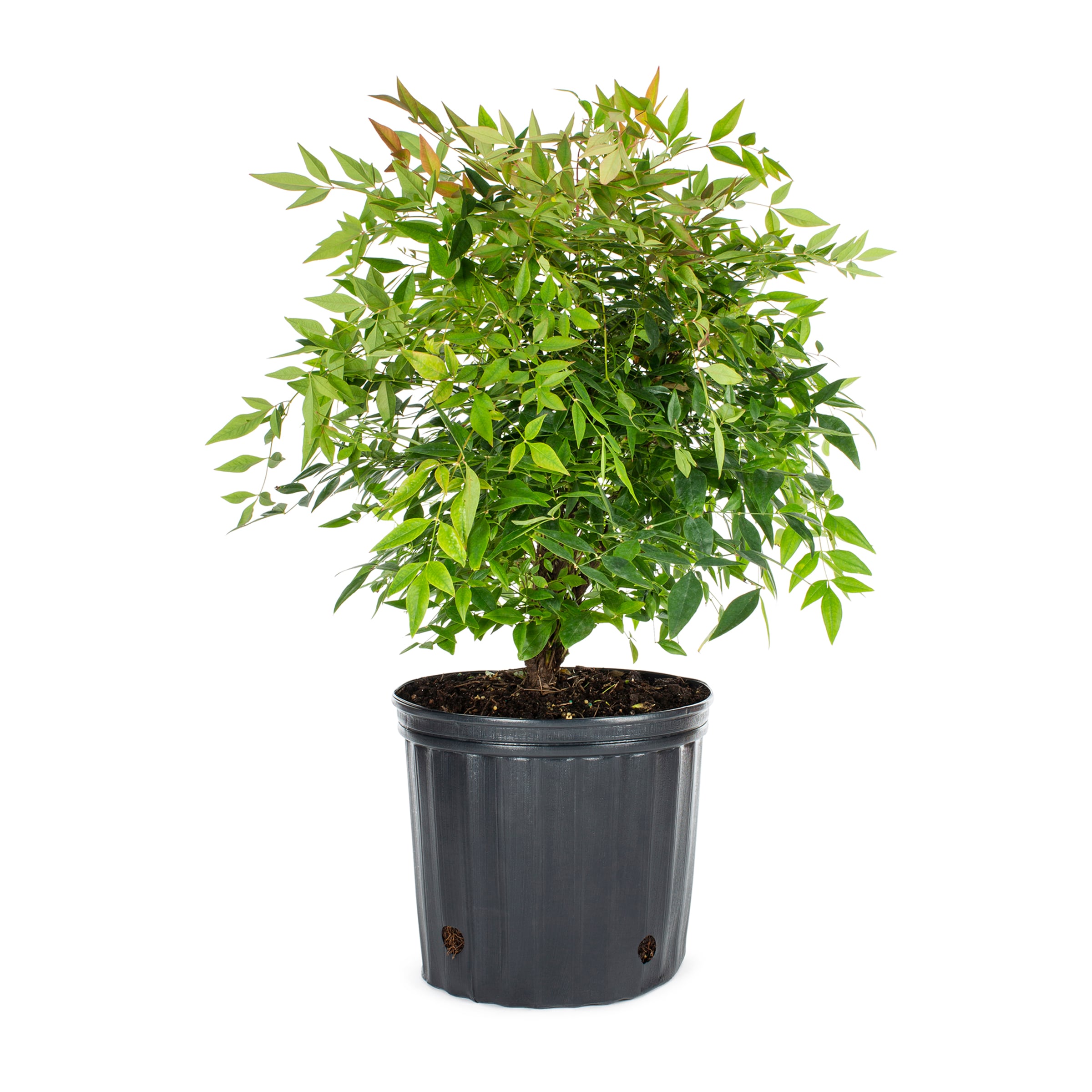Lowe's NURSERY shrubs - View #2