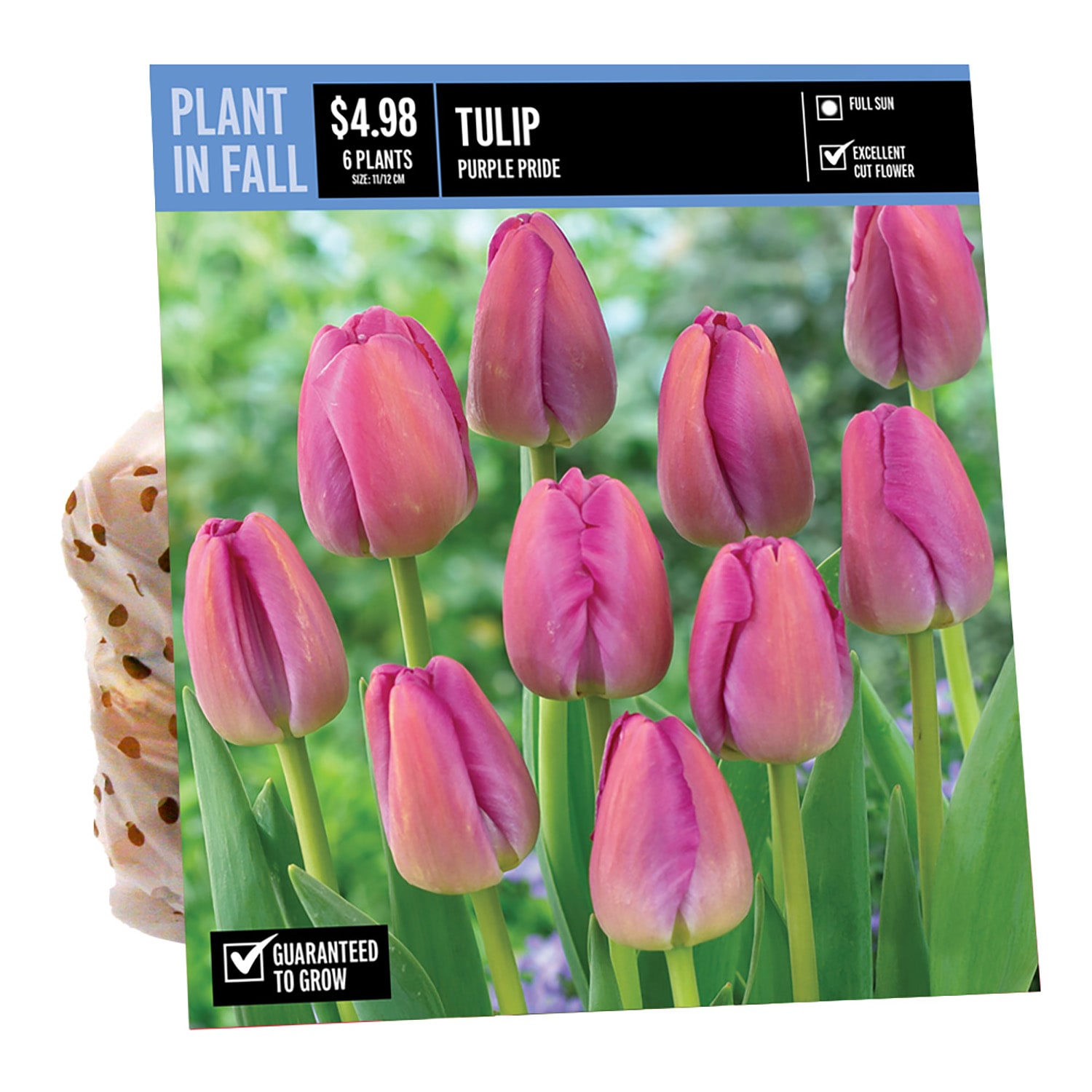  NURSERY TULIP PURPLE PRIDE PBS