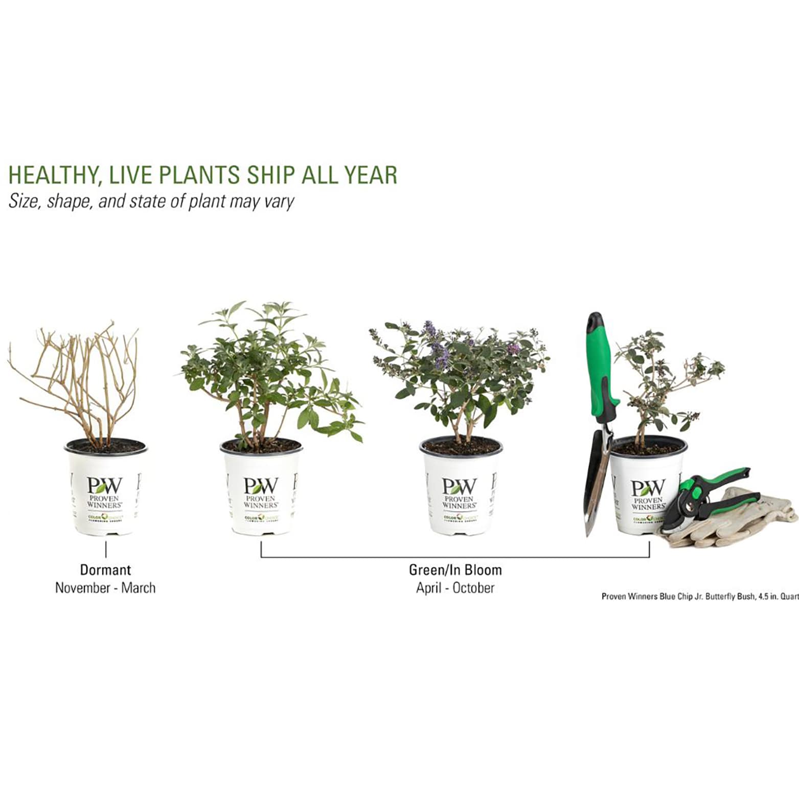 Proven Winners BUDPRC1177800 shrubs - View #4