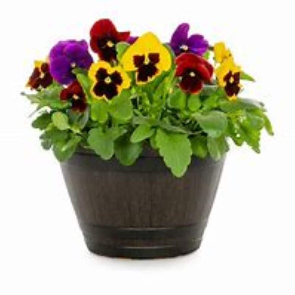 Lowe's 1639395 Multicolor Pansy in 1.15 Gallon(s) Planter 5 -Pack