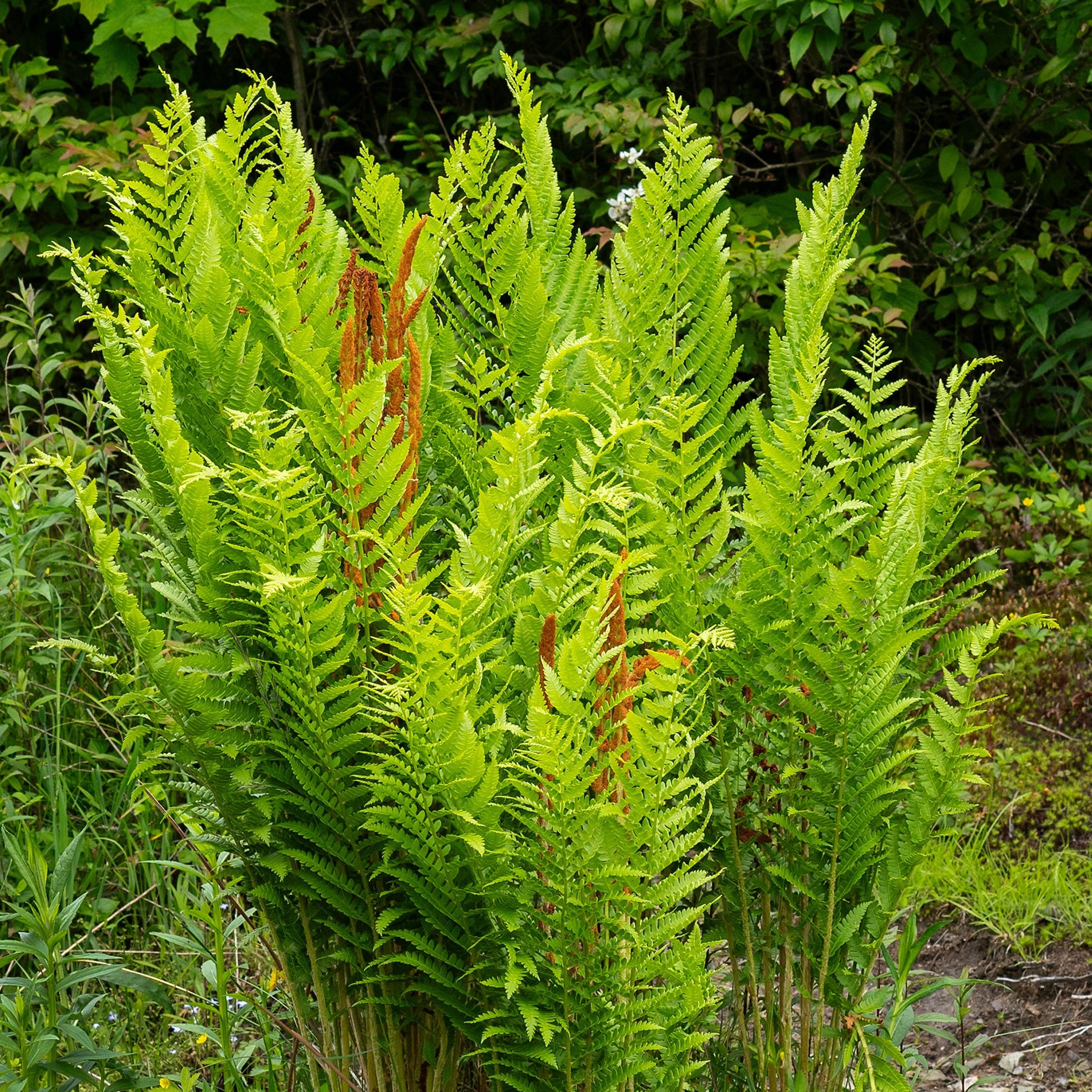 National Plant Network LW2239 perennials - View #9