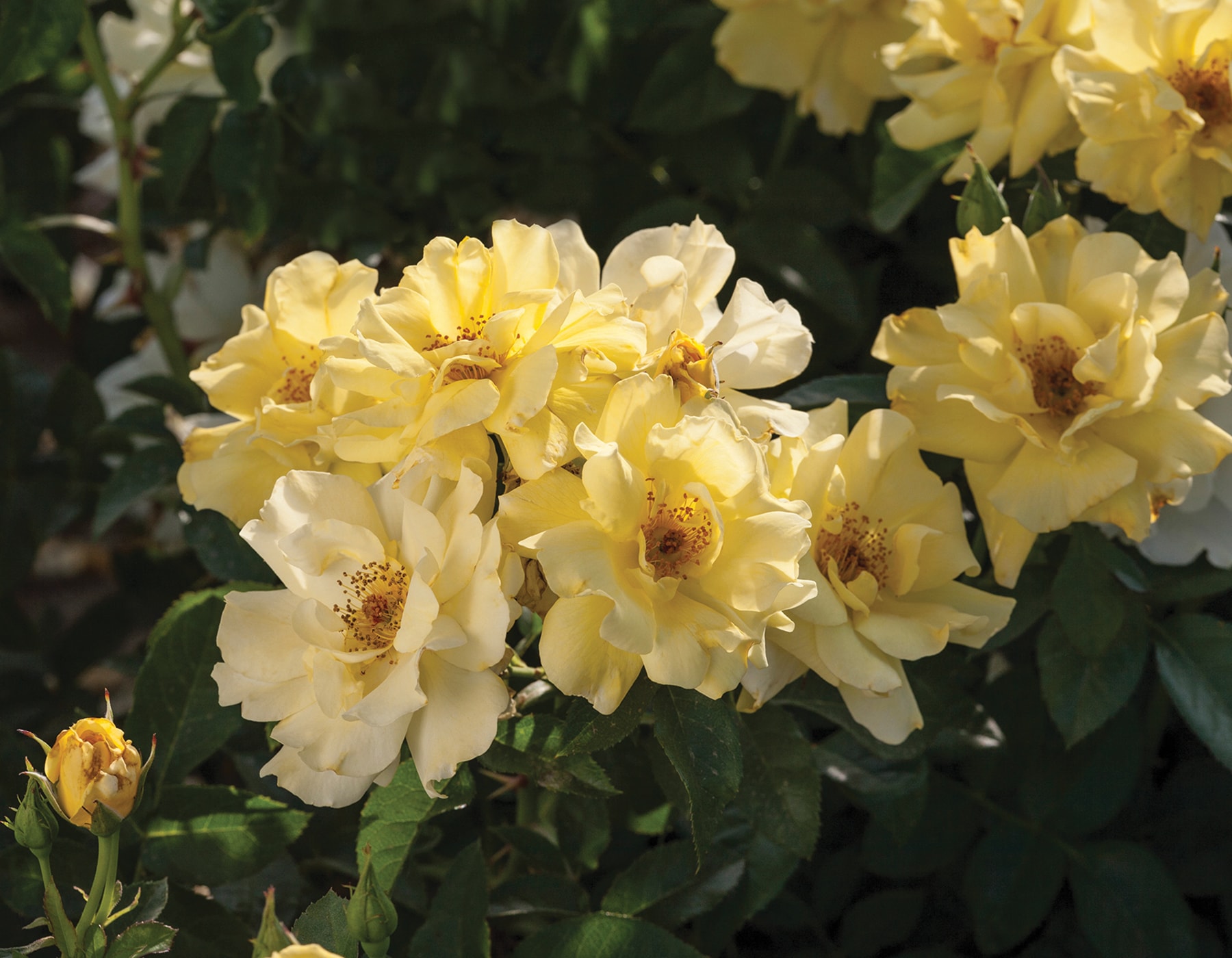 Perfect Plants LOLEMONDRIFTROSE1G roses - View #6