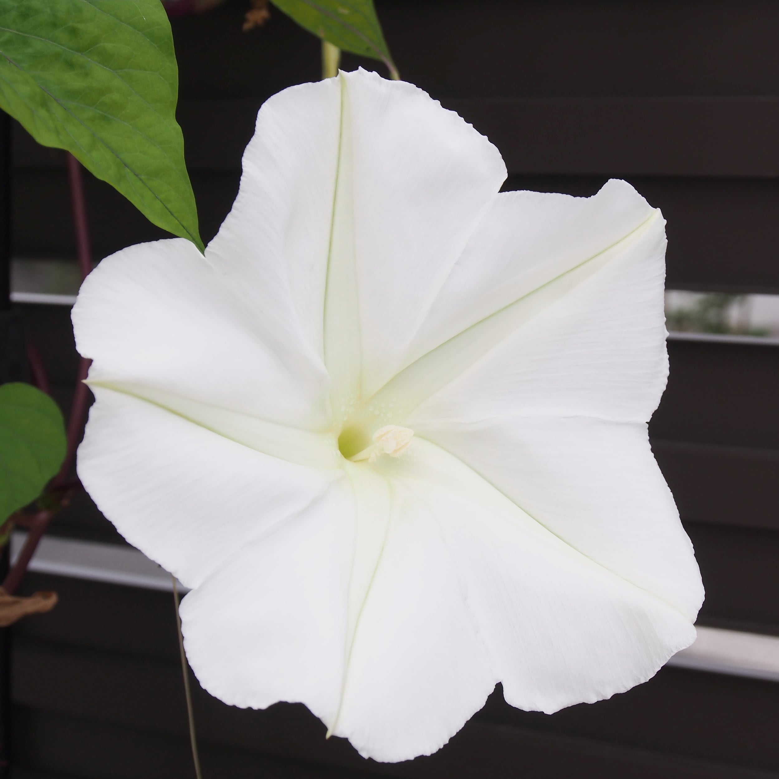 Ferry-Morse LC25.6071 seeds - View #3