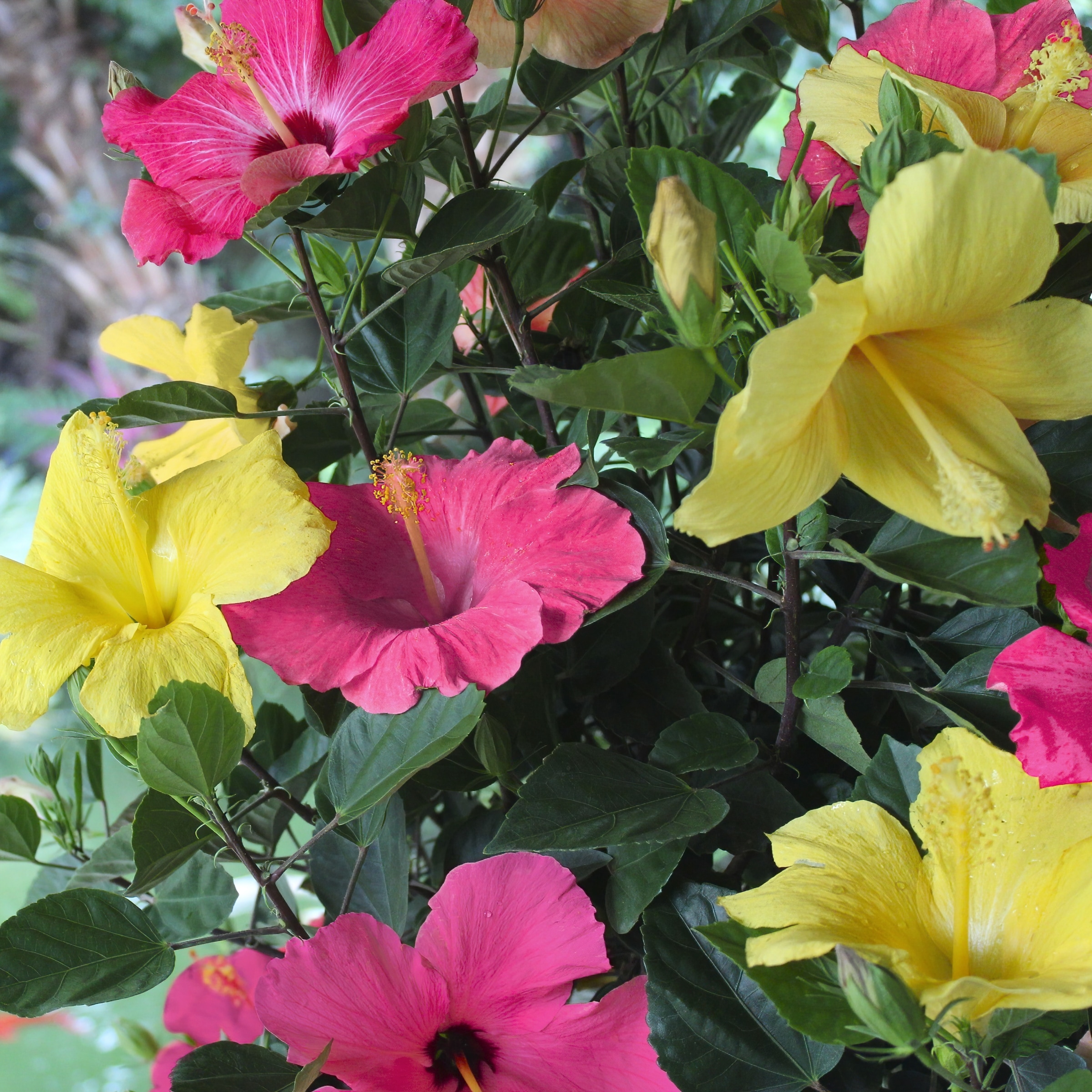 National Plant Network LW1538 annuals - View #4