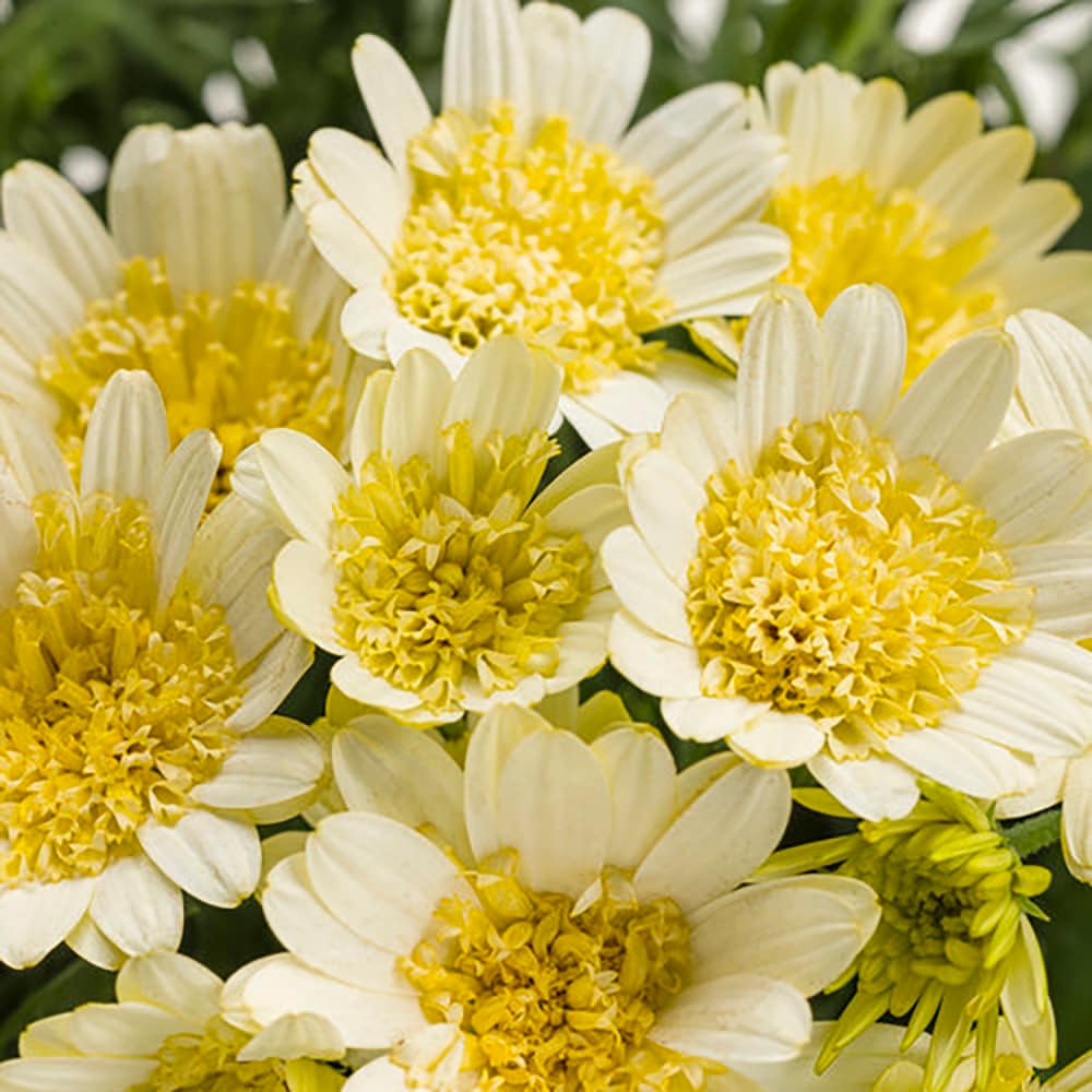 Lowe's NURSERY annuals - View #2
