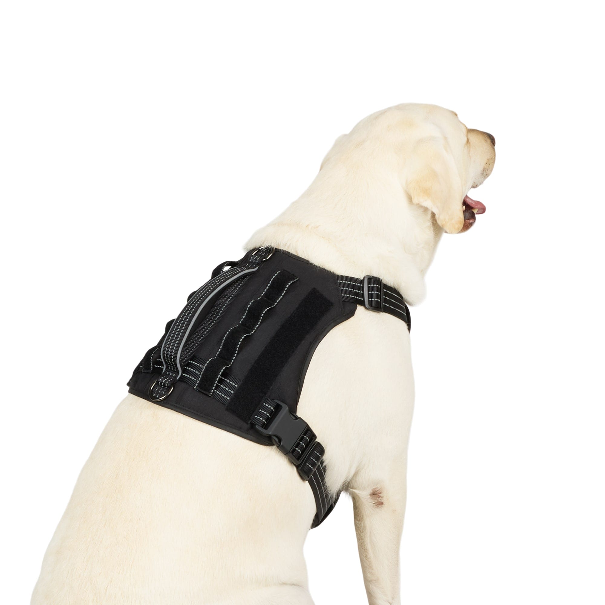 Youly Q325Y03XL Dog-Collars-Harnesses - View #3