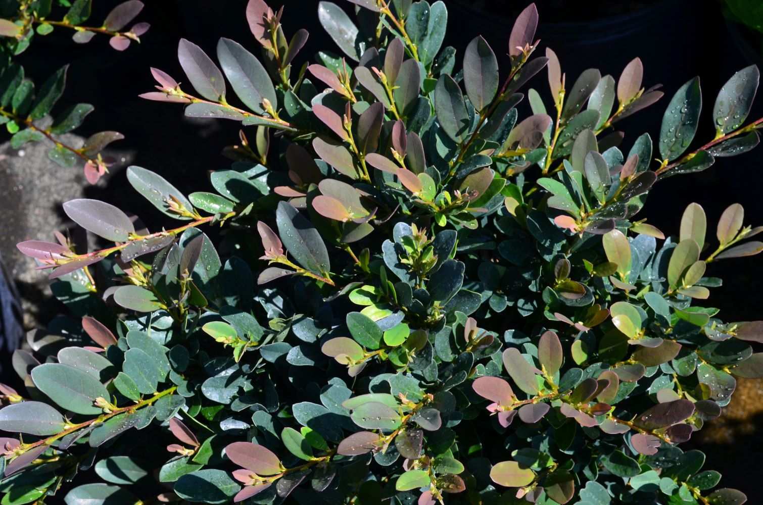 First Editions Red Coppertone Distylium Foundation/Hedge Shrub in 2 ...