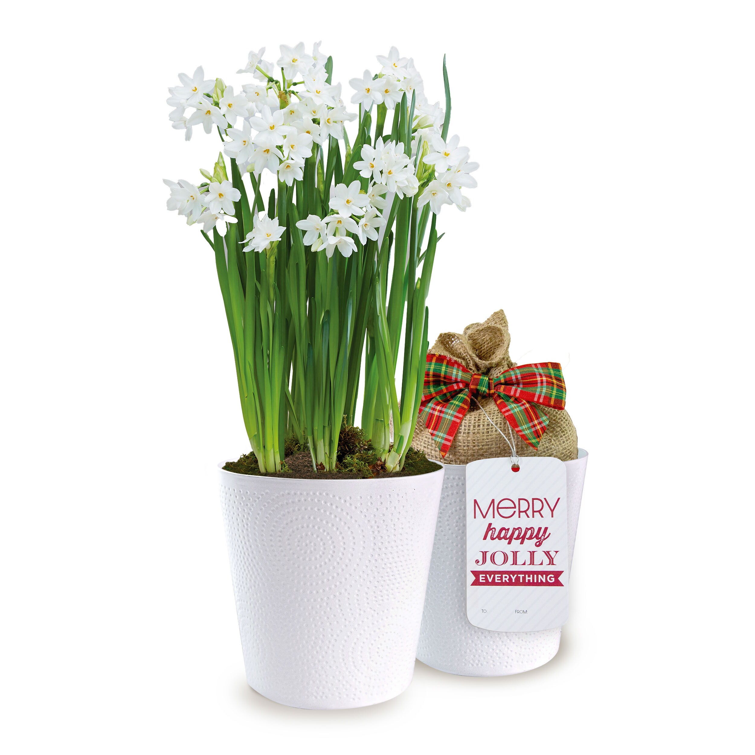 Garden State Bulb ECH-38-01-01 Plant-Bulbs - View #13
