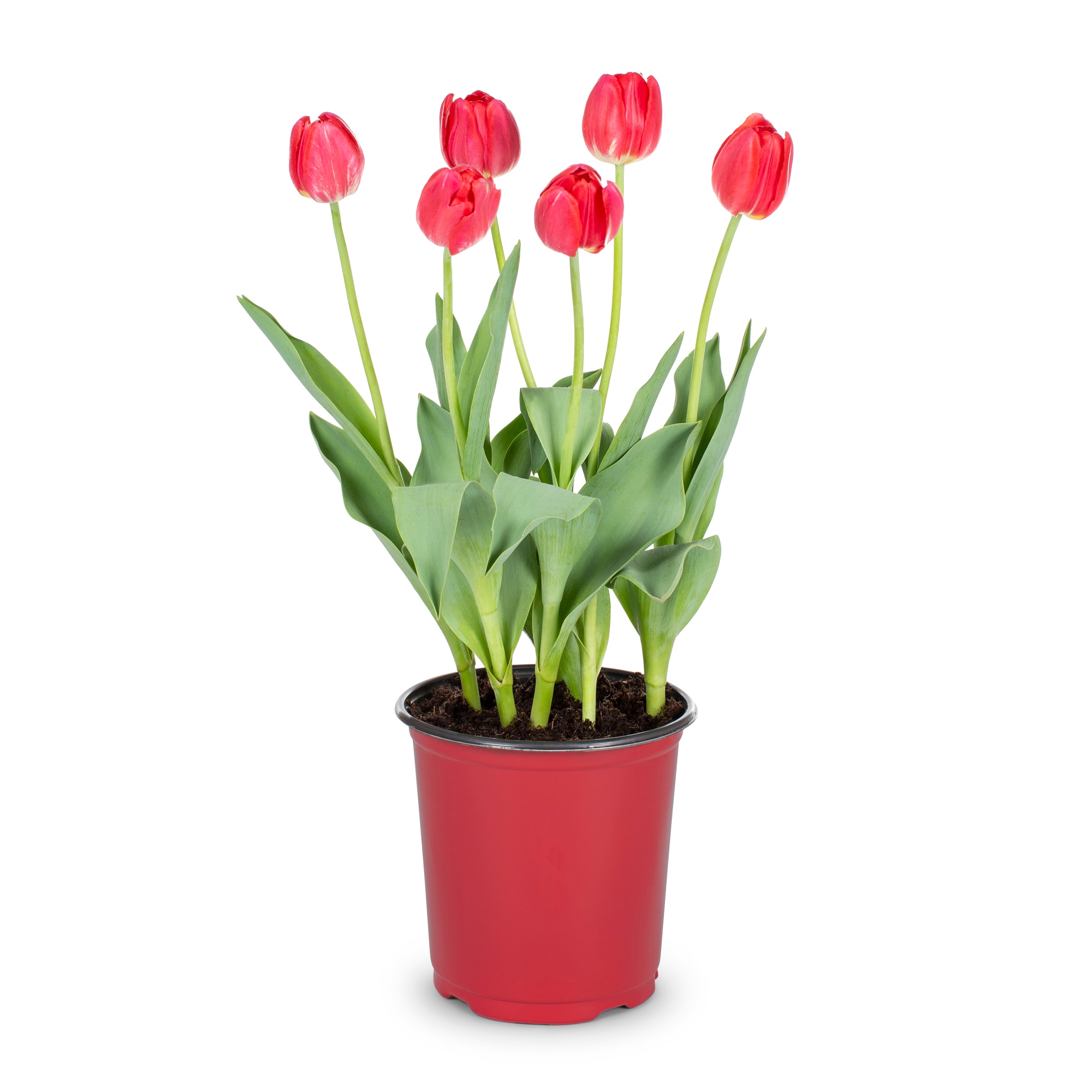 Lowe's 552030 annuals - View #5